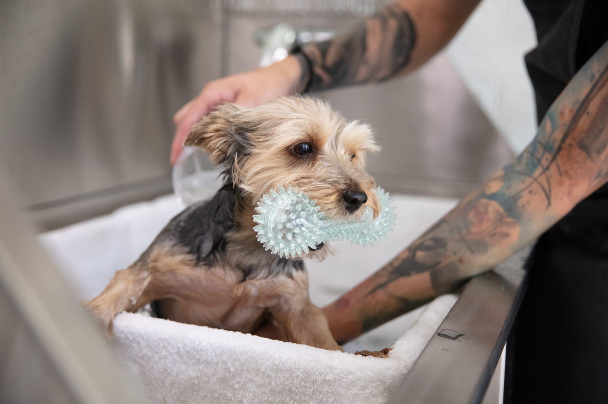 Little Styler - dog salon & spa