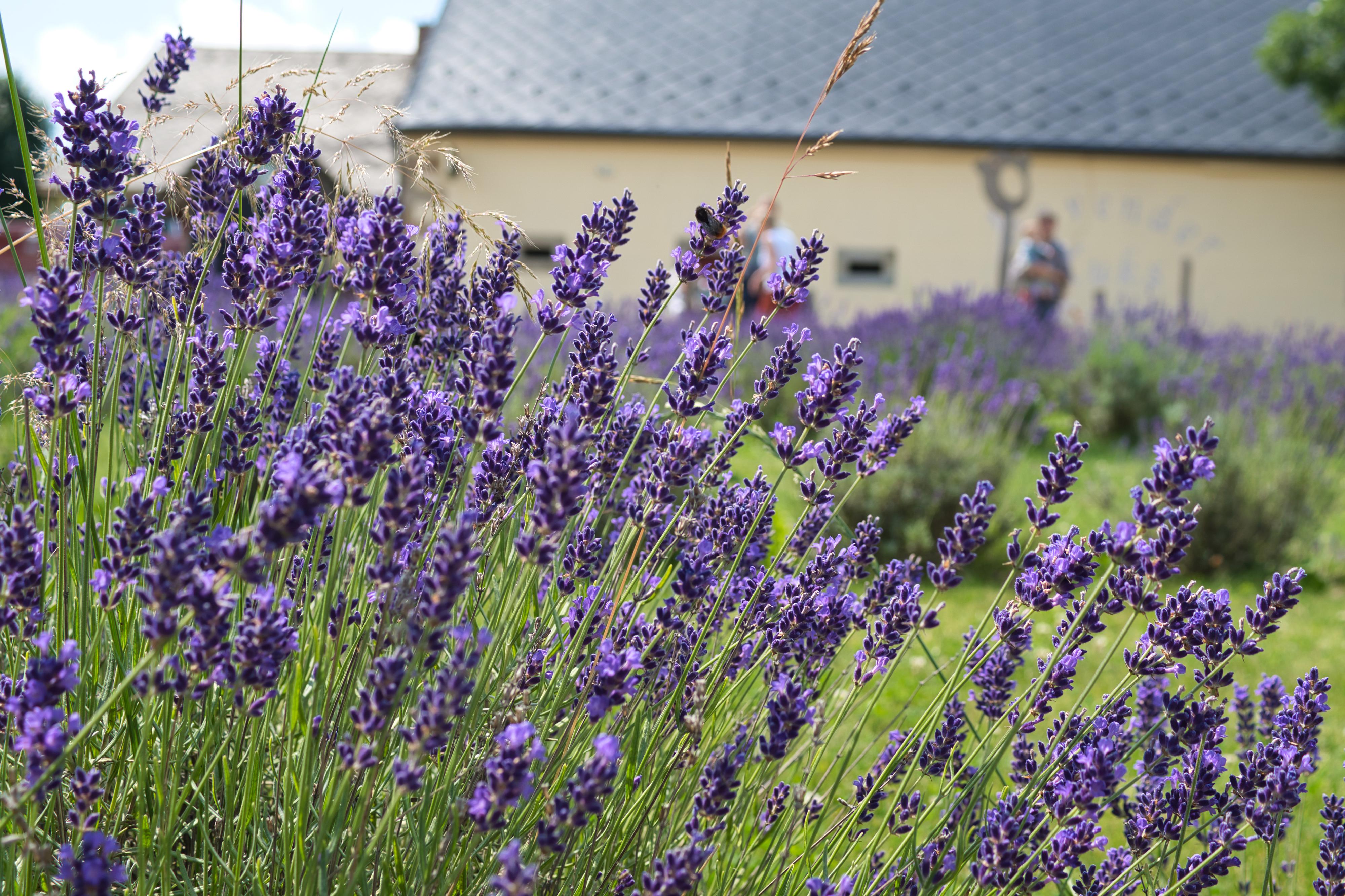Lavender Kuks foto 5