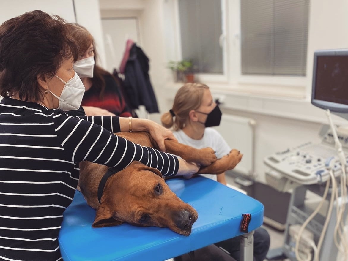 Veterinární ordinace VET-S foto 4