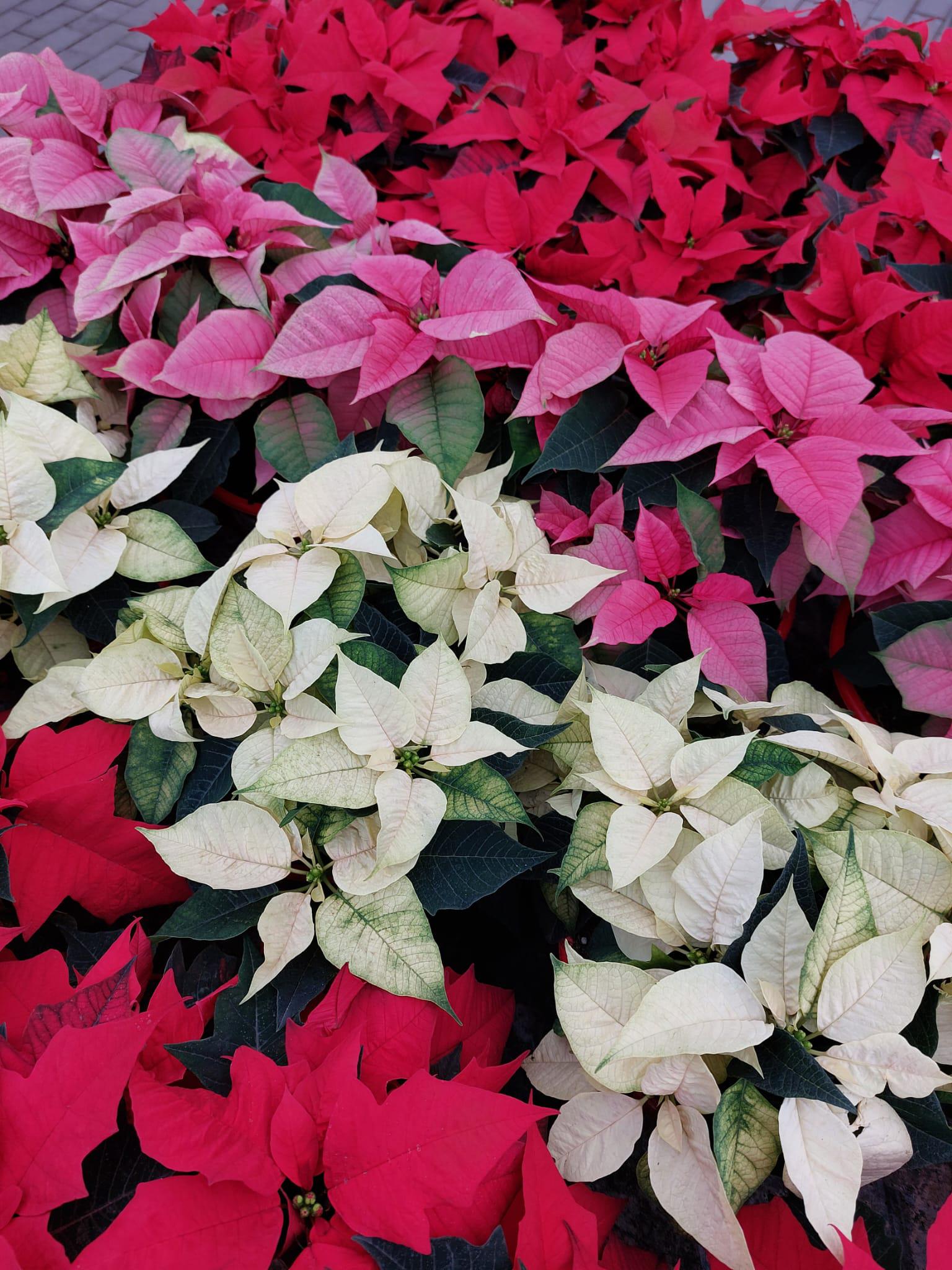 Naše kytky s.r.o. foto 4