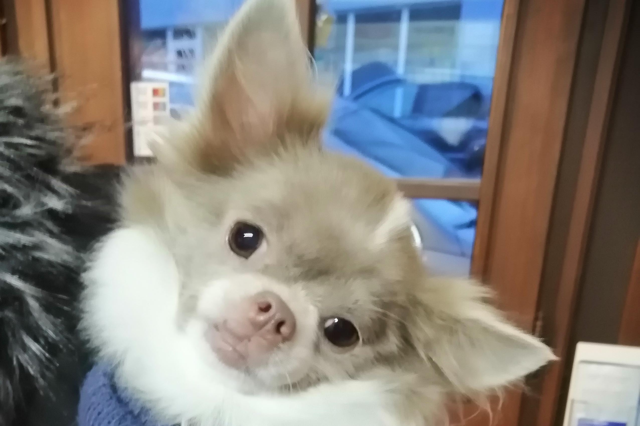 Očkování psů proti vzteklině