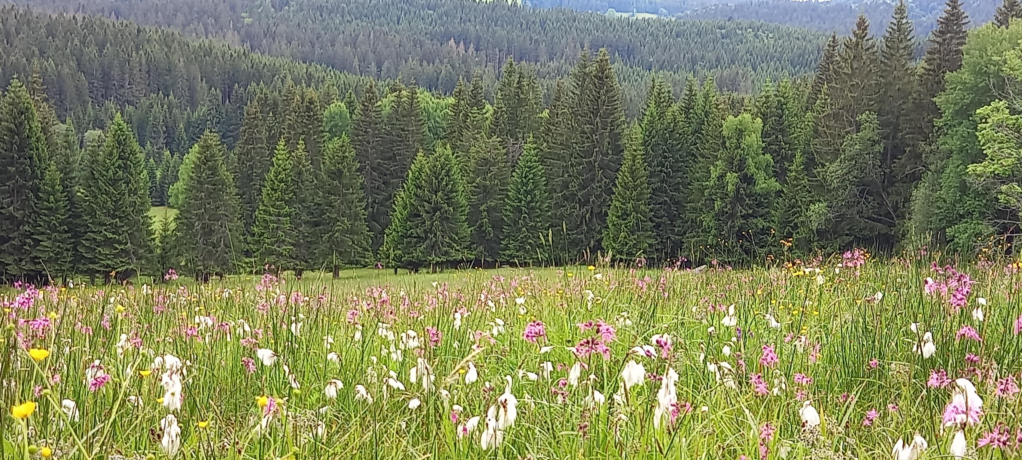 Apartmán Strážný foto 6