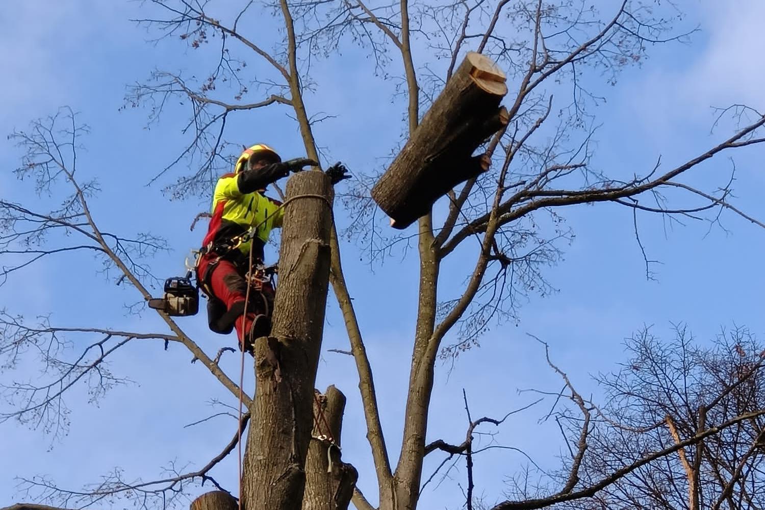 Rizikové kácení a ošetření stromů Jakub Kohoutek - Arboristika KOHOUTEK s.r.o.