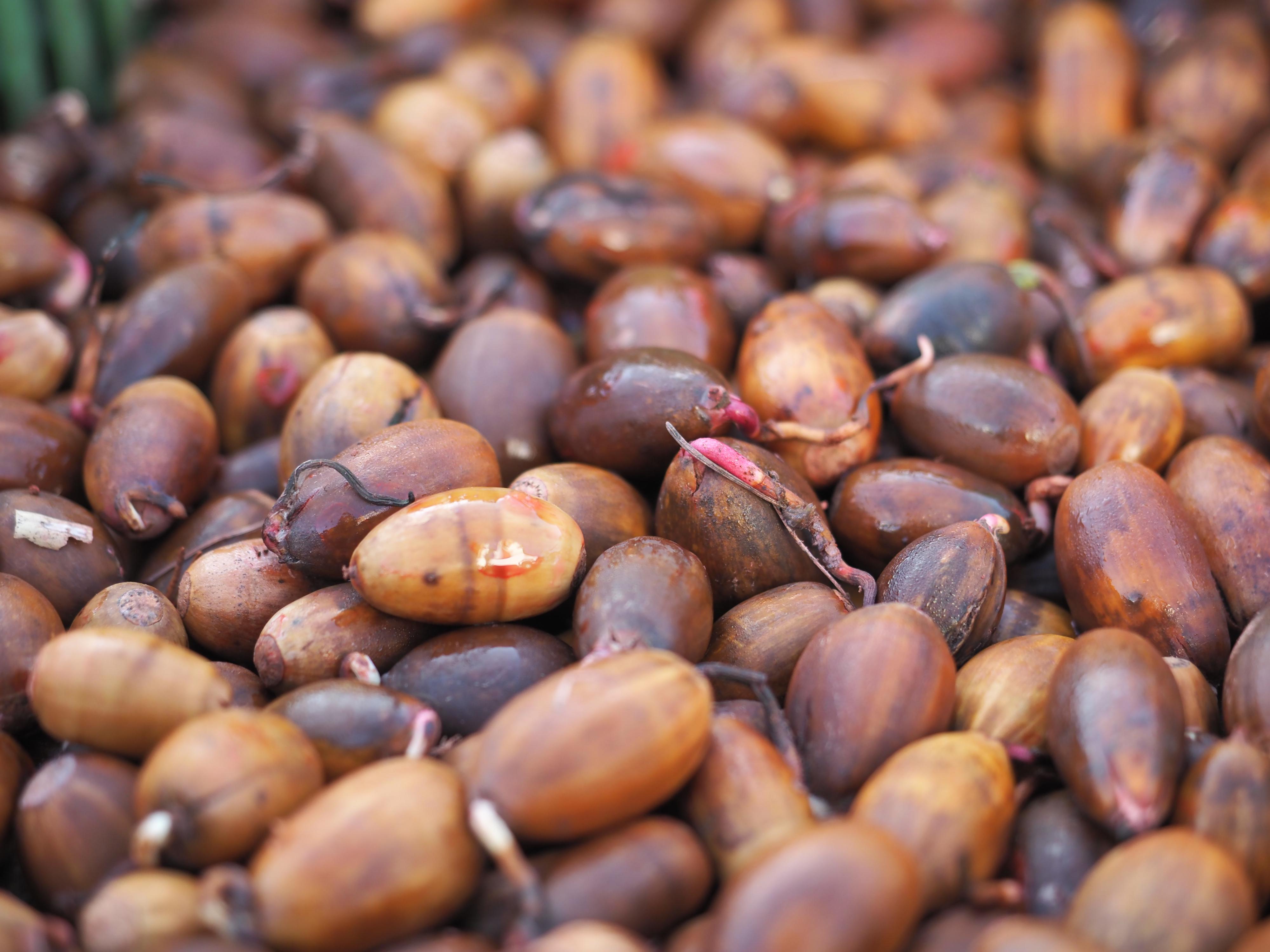 Lesy České republiky - Semenářský závod foto 5