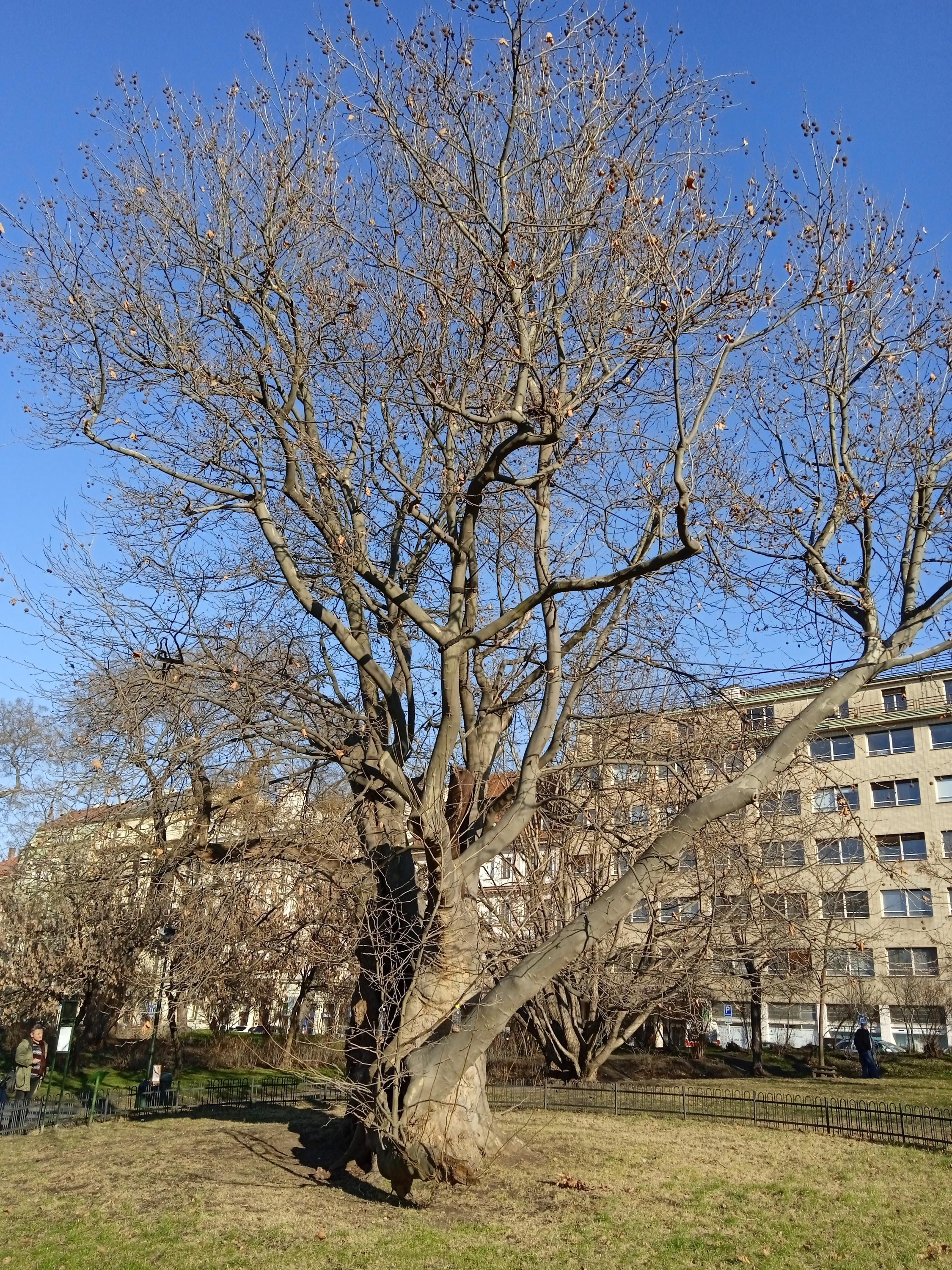 Fakultní poliklinika VFN foto 3