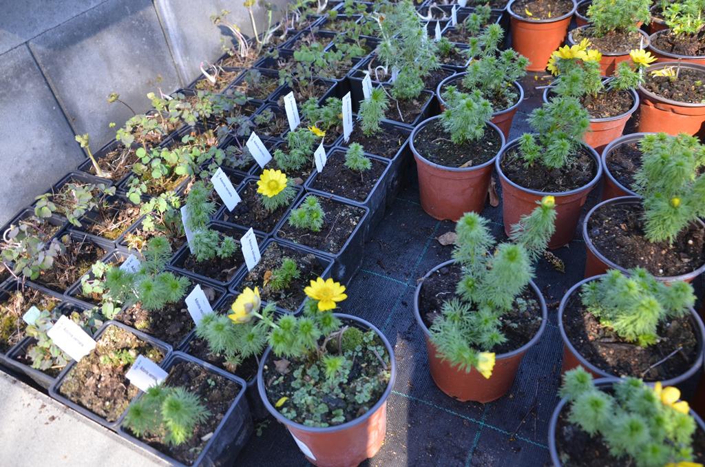 Trvalky Fryčovice foto 6