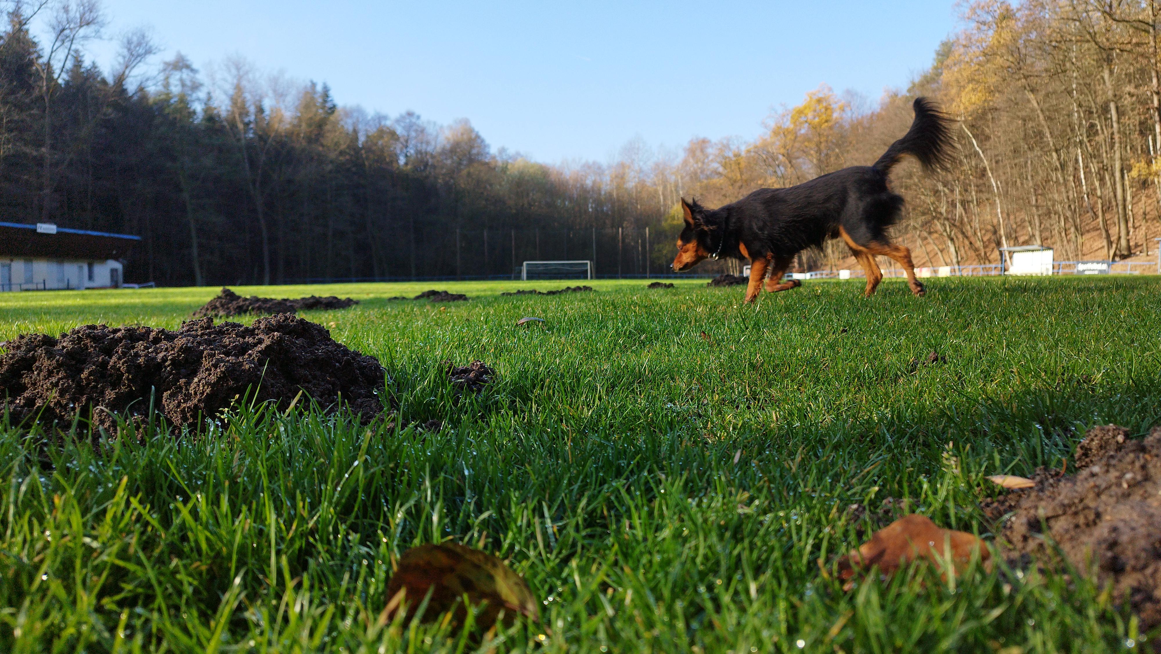 FK Radošovice foto 3