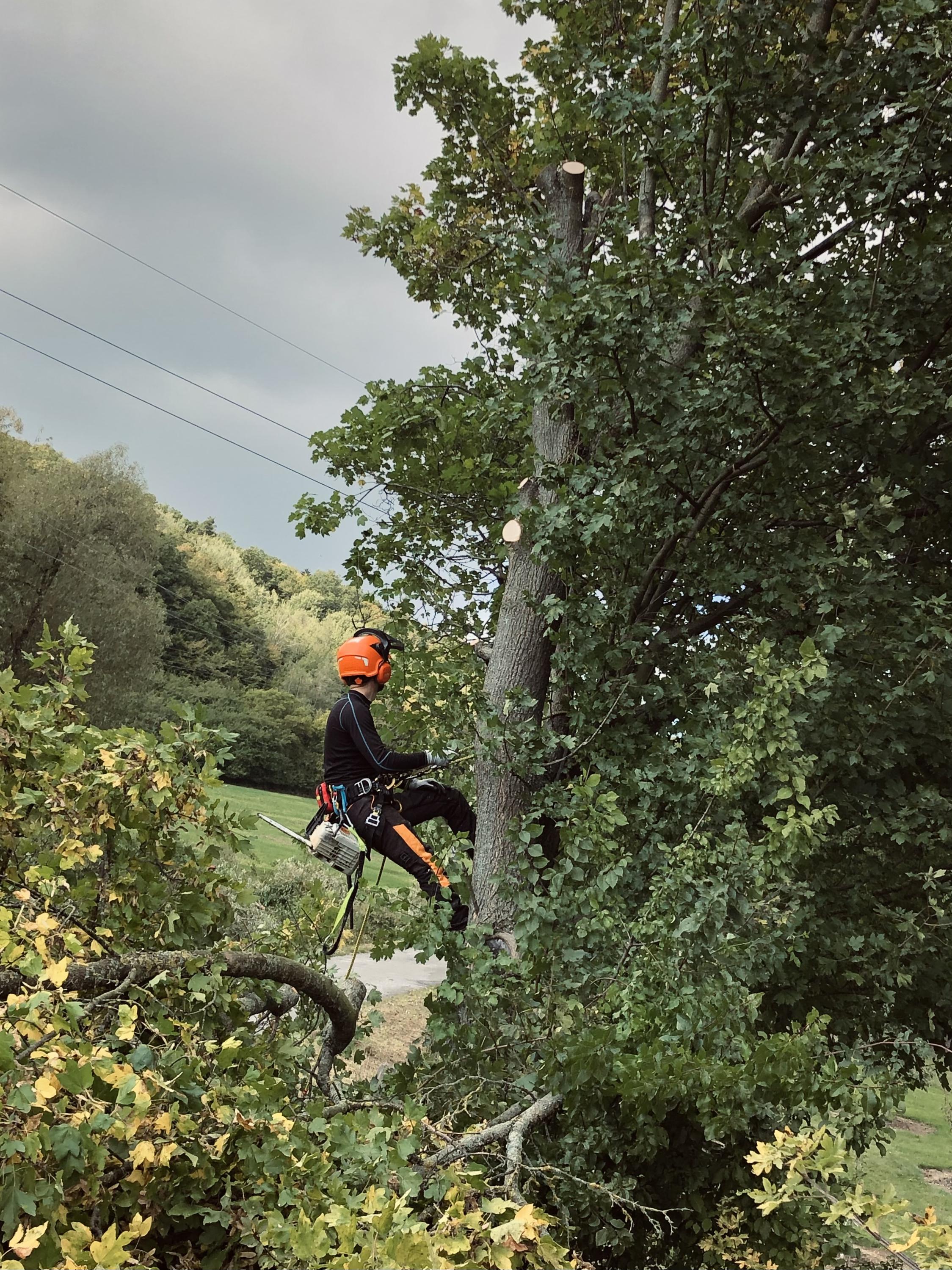 Rizikové kácení RK foto 4