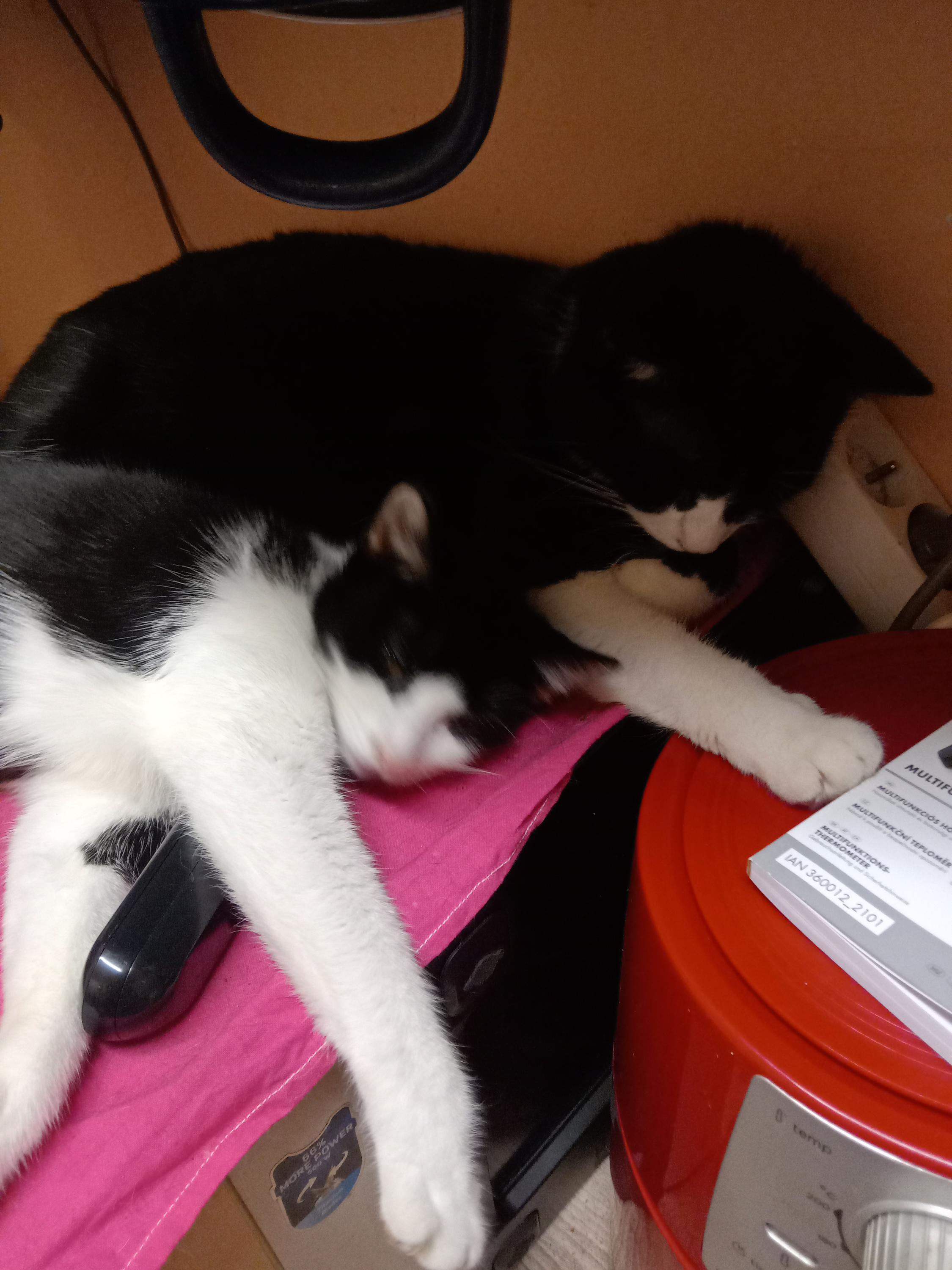 Veterina Nový Jičín foto 2