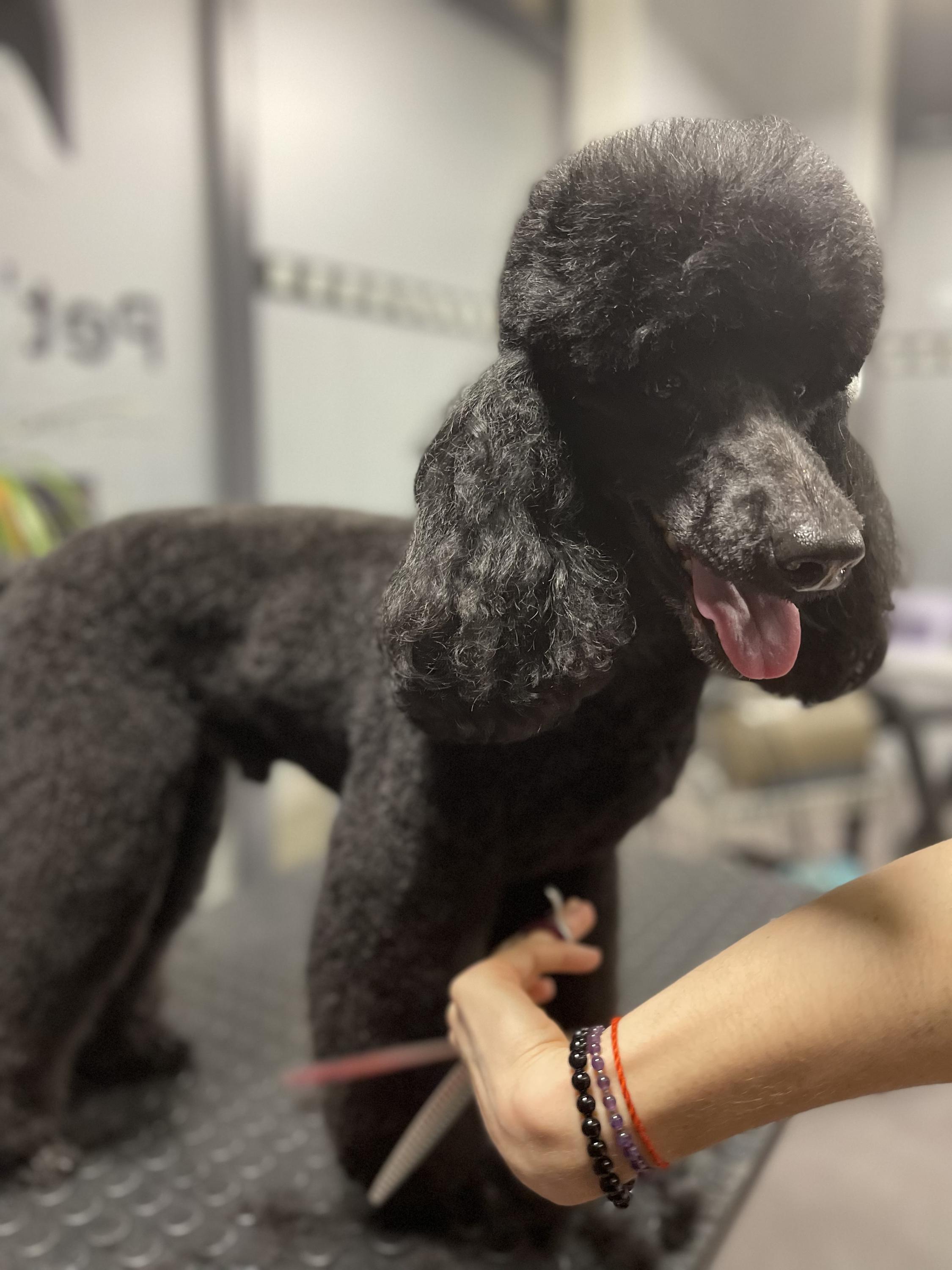 Pet´s Grooming & Spa foto 4