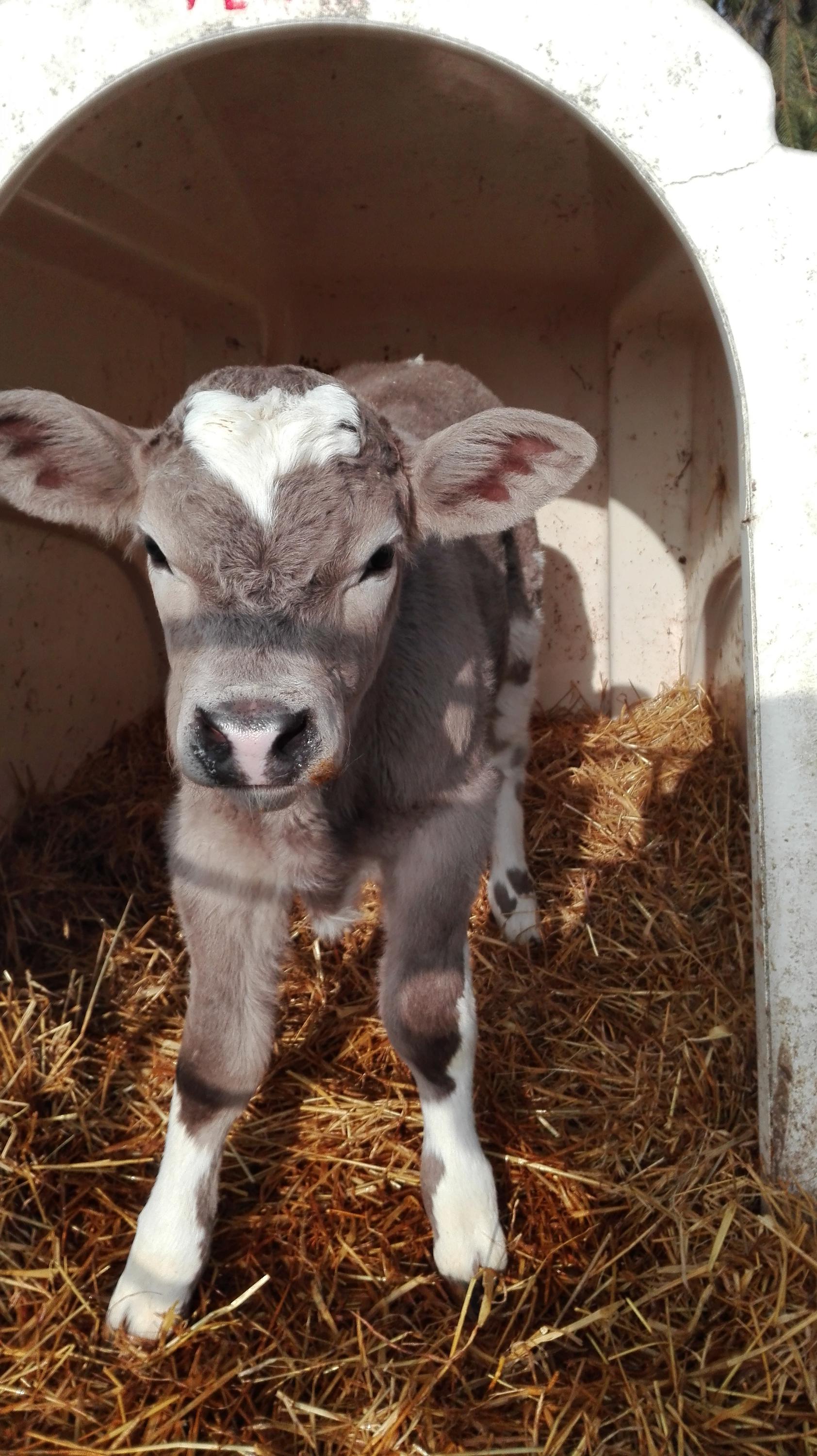 MA-MA rodinná mlékárna foto 6