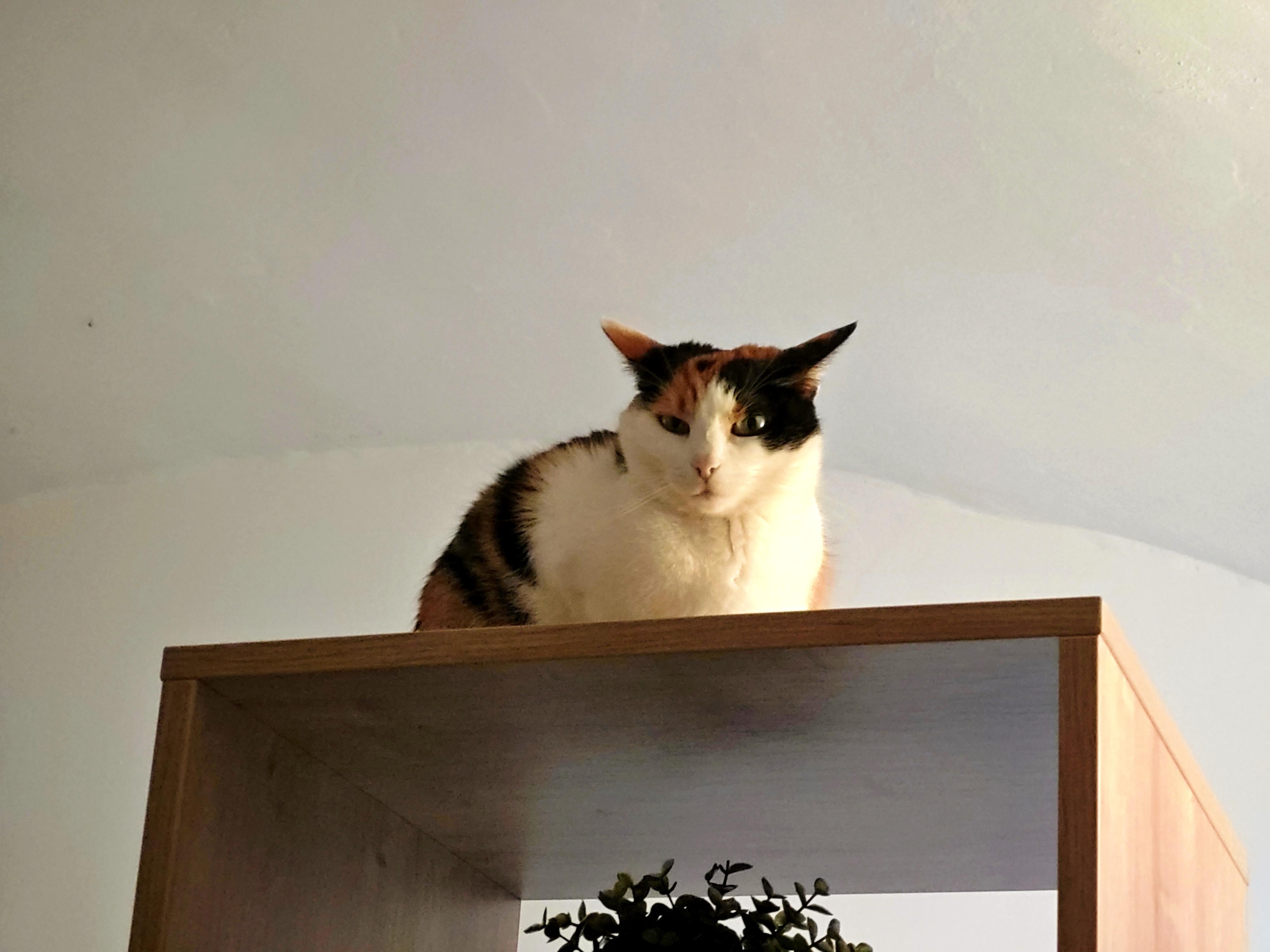 Kavárna Kočičí foto 5