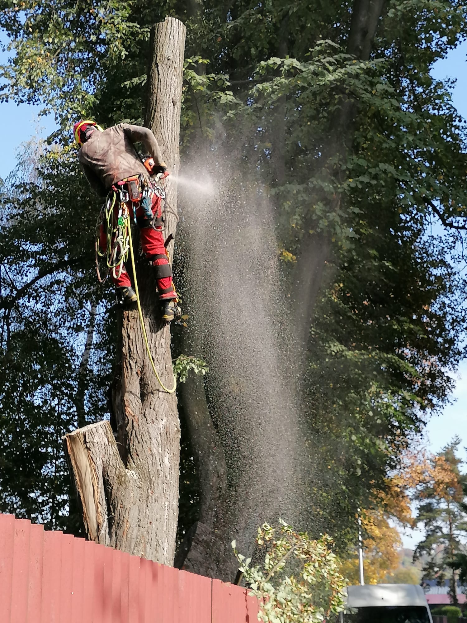 Rizikové kácení stromů Tomáš Dybal foto 3