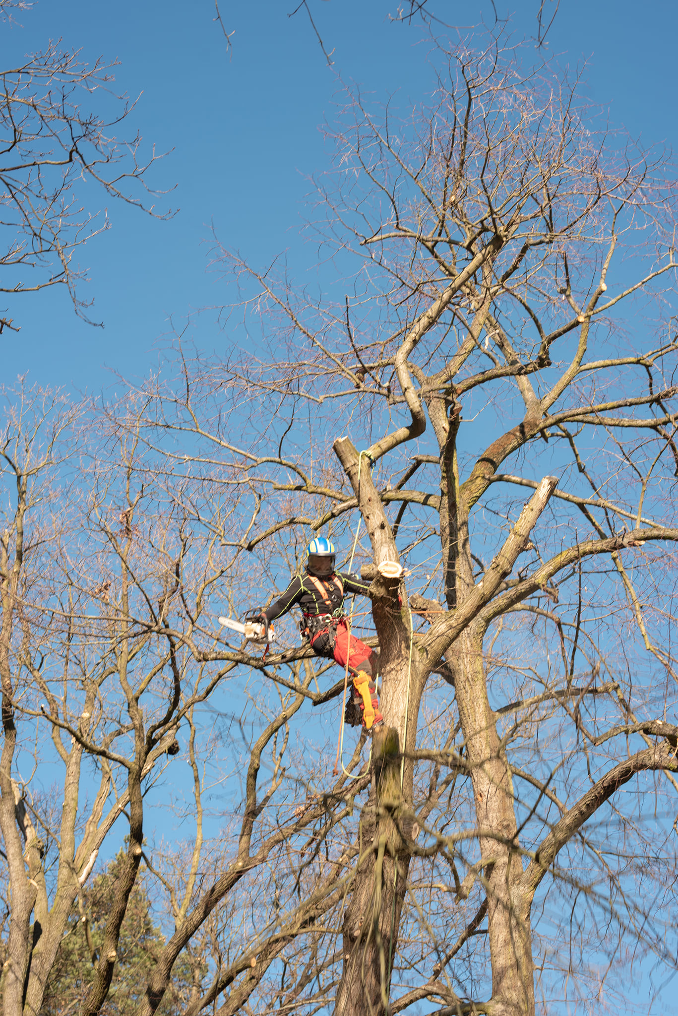 Tomáš Kopřiva - Arboristika a rizikové kácení