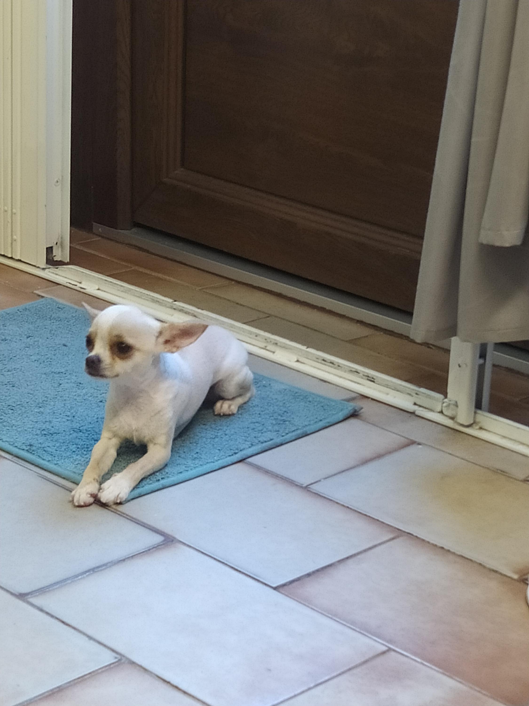 Psí salon Lucinka foto 5