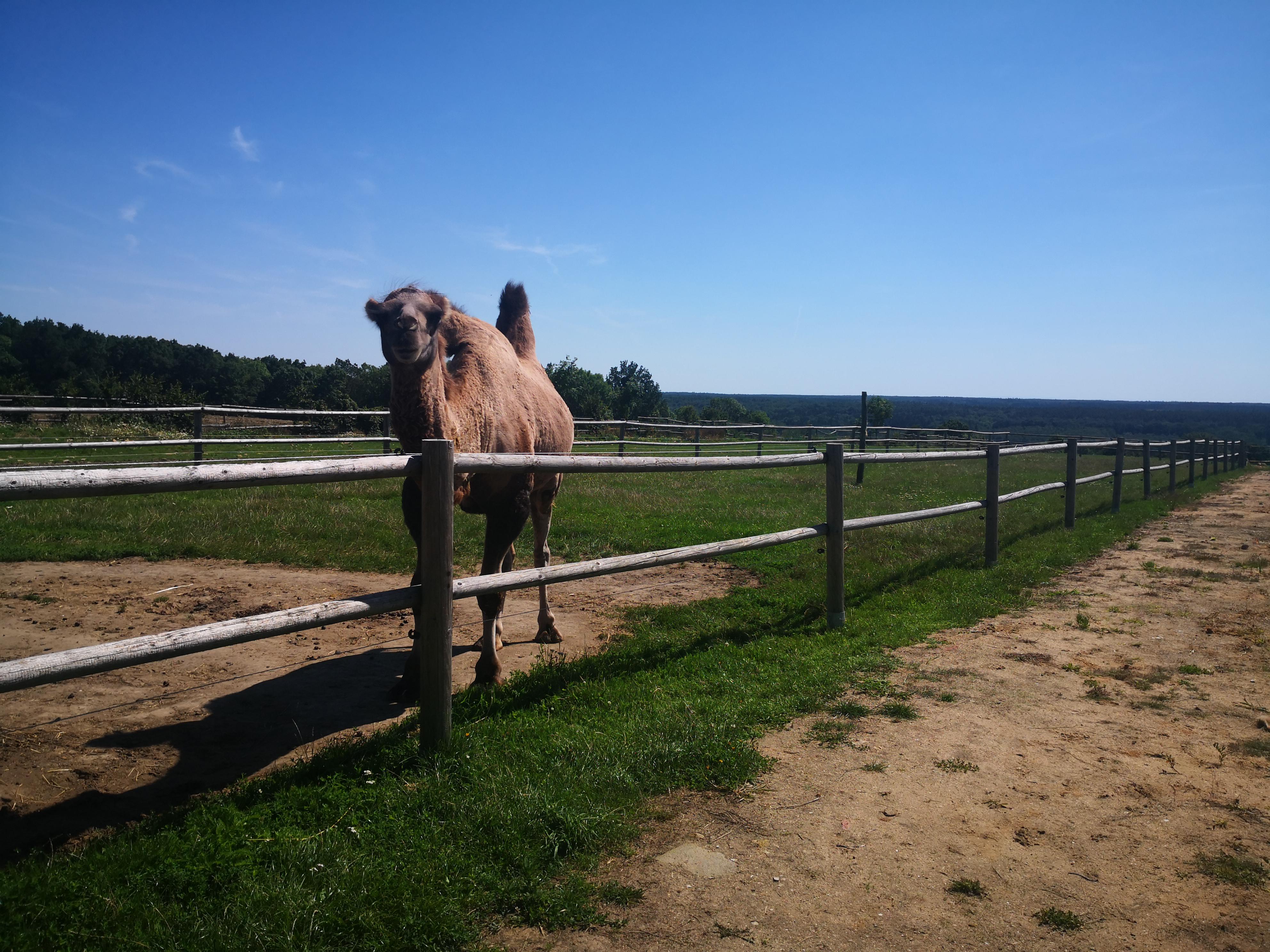 Ranč U kulhavýho velblouda