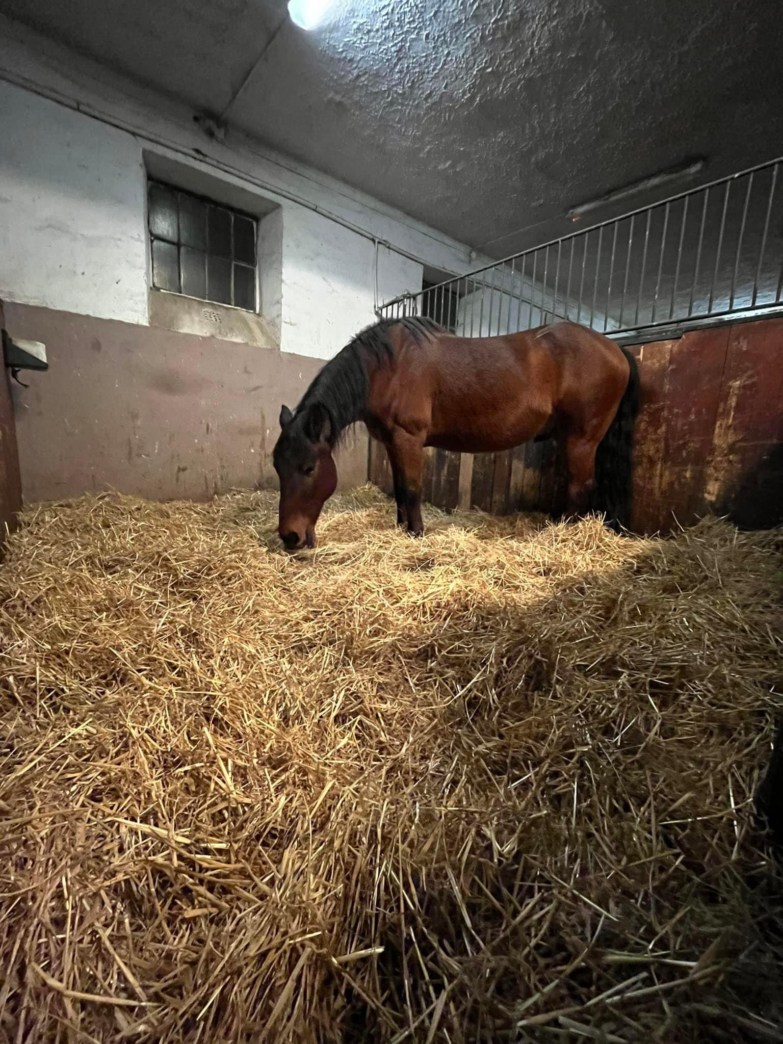 Dvůr Olšiny Karviná foto 5
