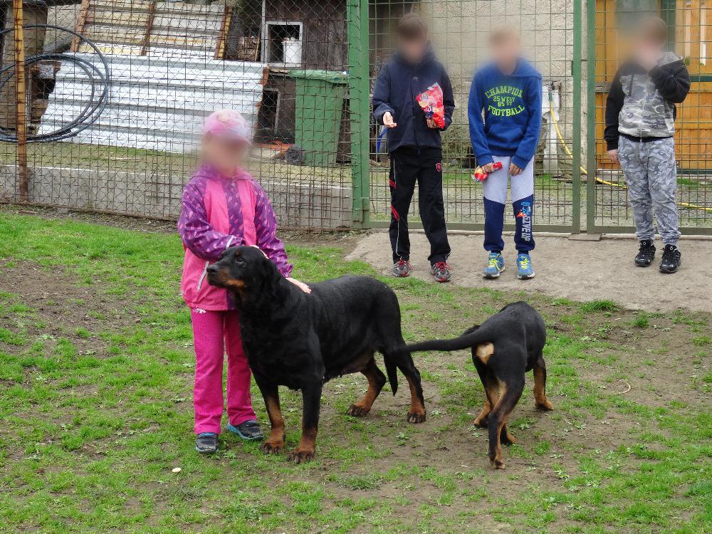 Česká společnost přátel zvířat, z.s., Útulek ,, Psí domov" Řepnice foto 3