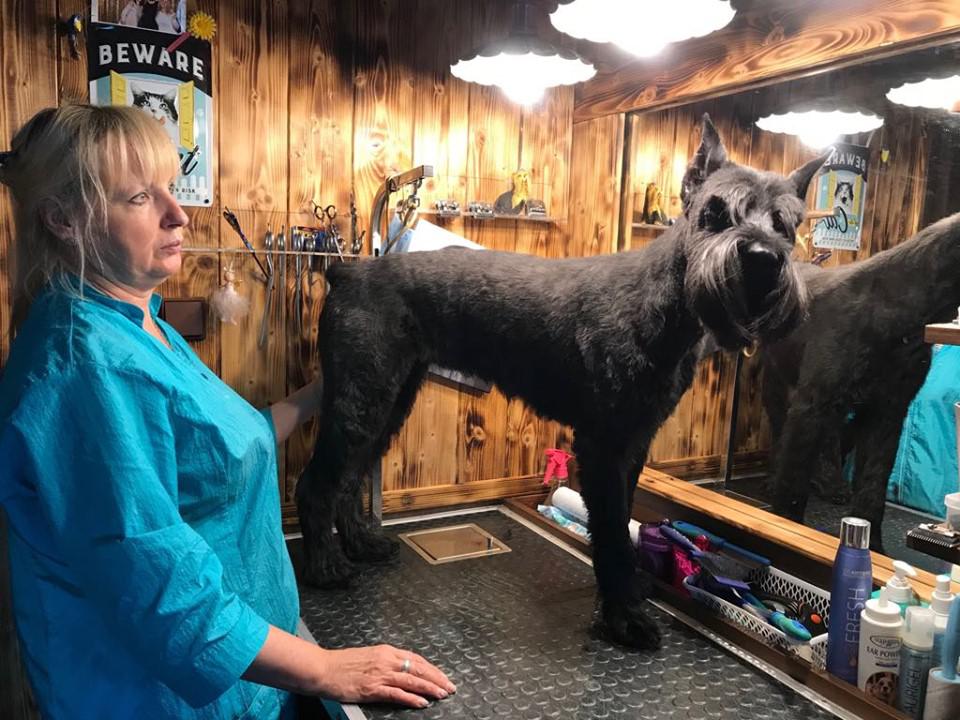 Salon PetGrooming - stříhání psů a koček foto 6
