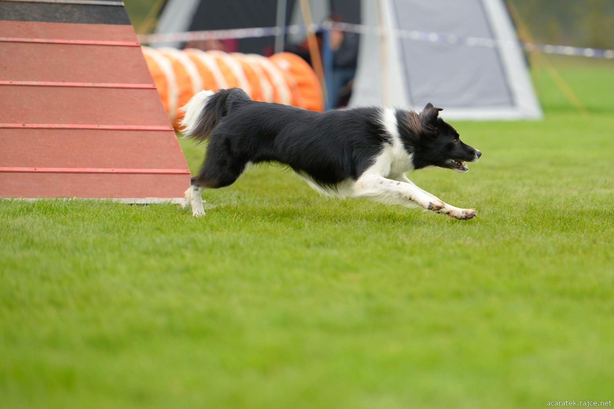 Agility4paws foto 3