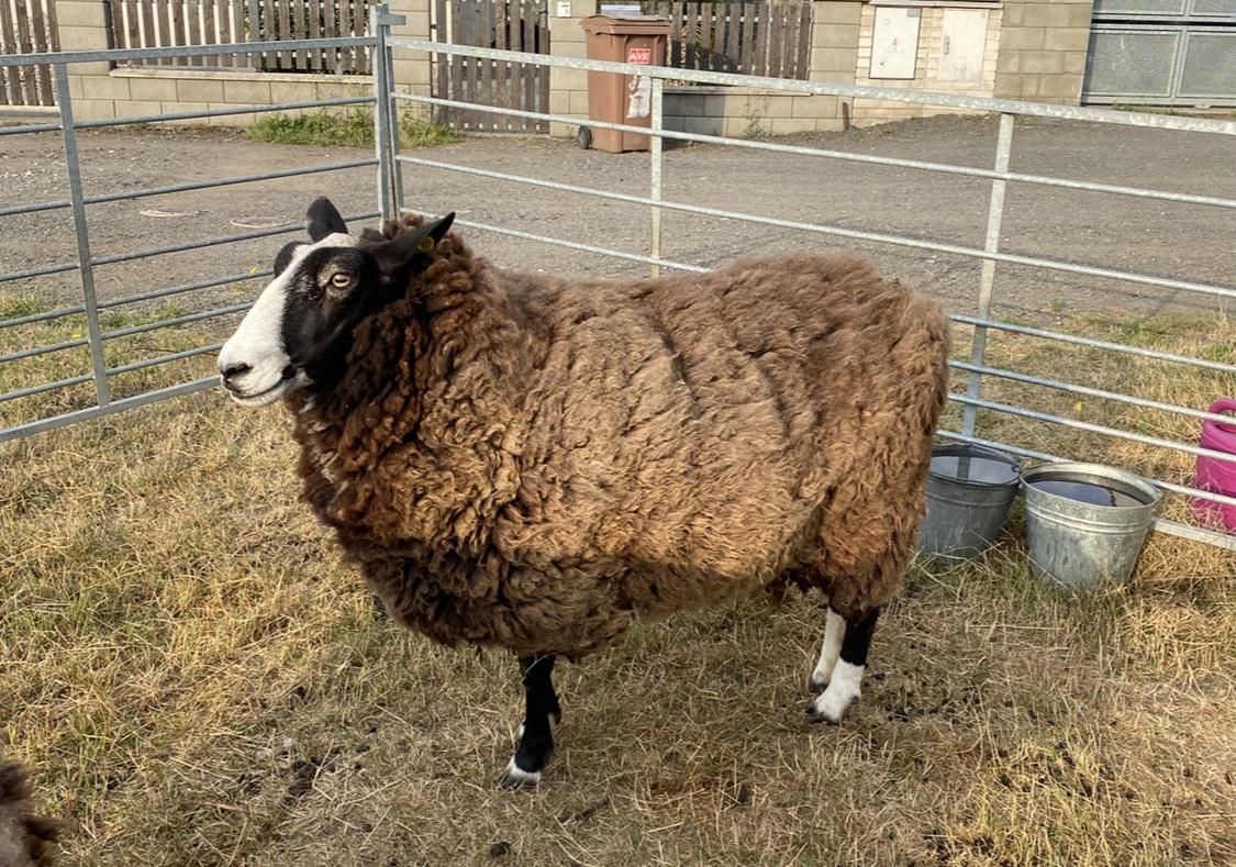 David Zdrha - střihač ovcí foto 2