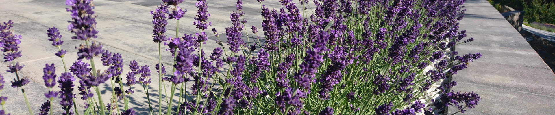 Úvodní obrázek Zahradnictví Plzeň