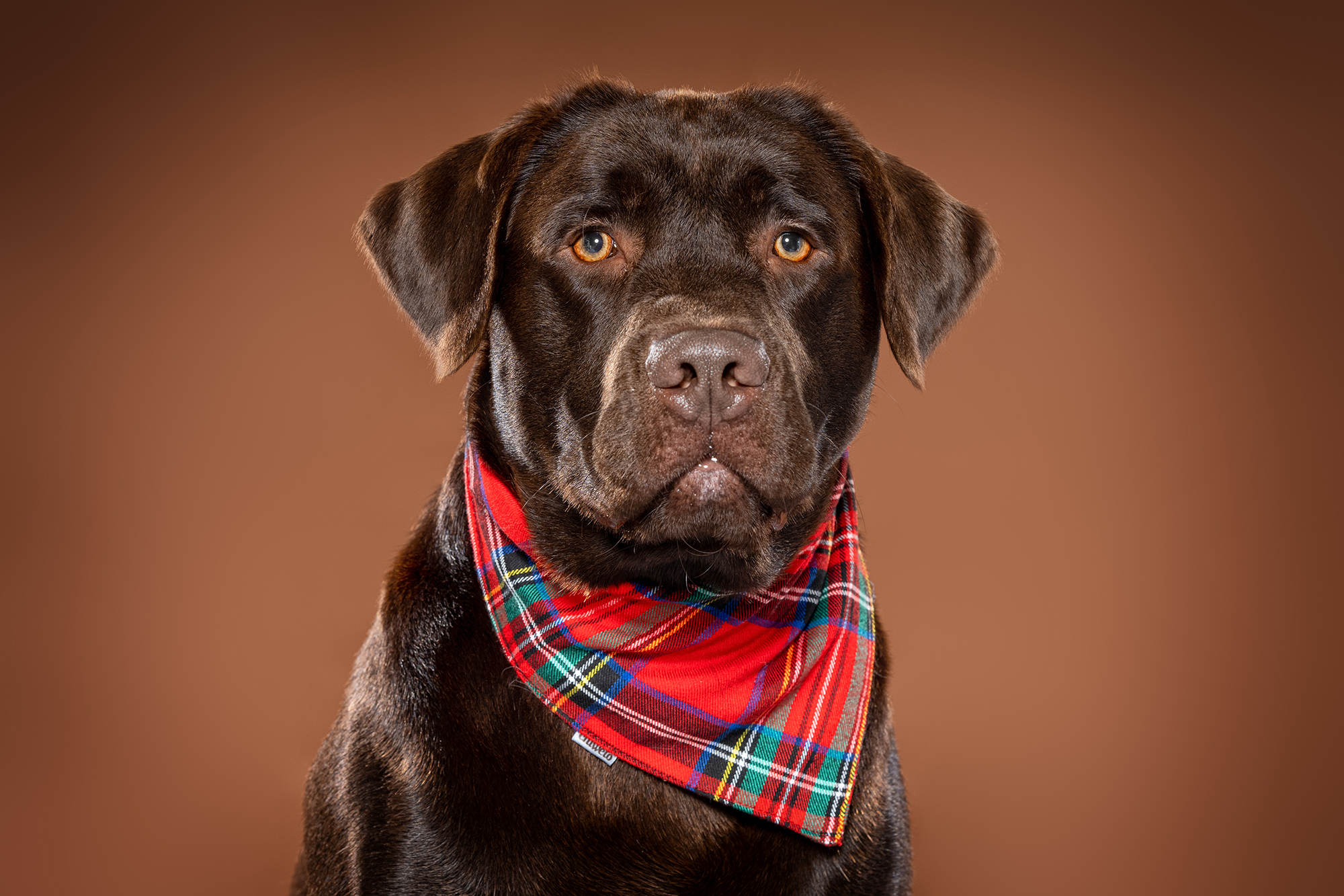 Martina Burianová - Ateliér pro psy foto 4