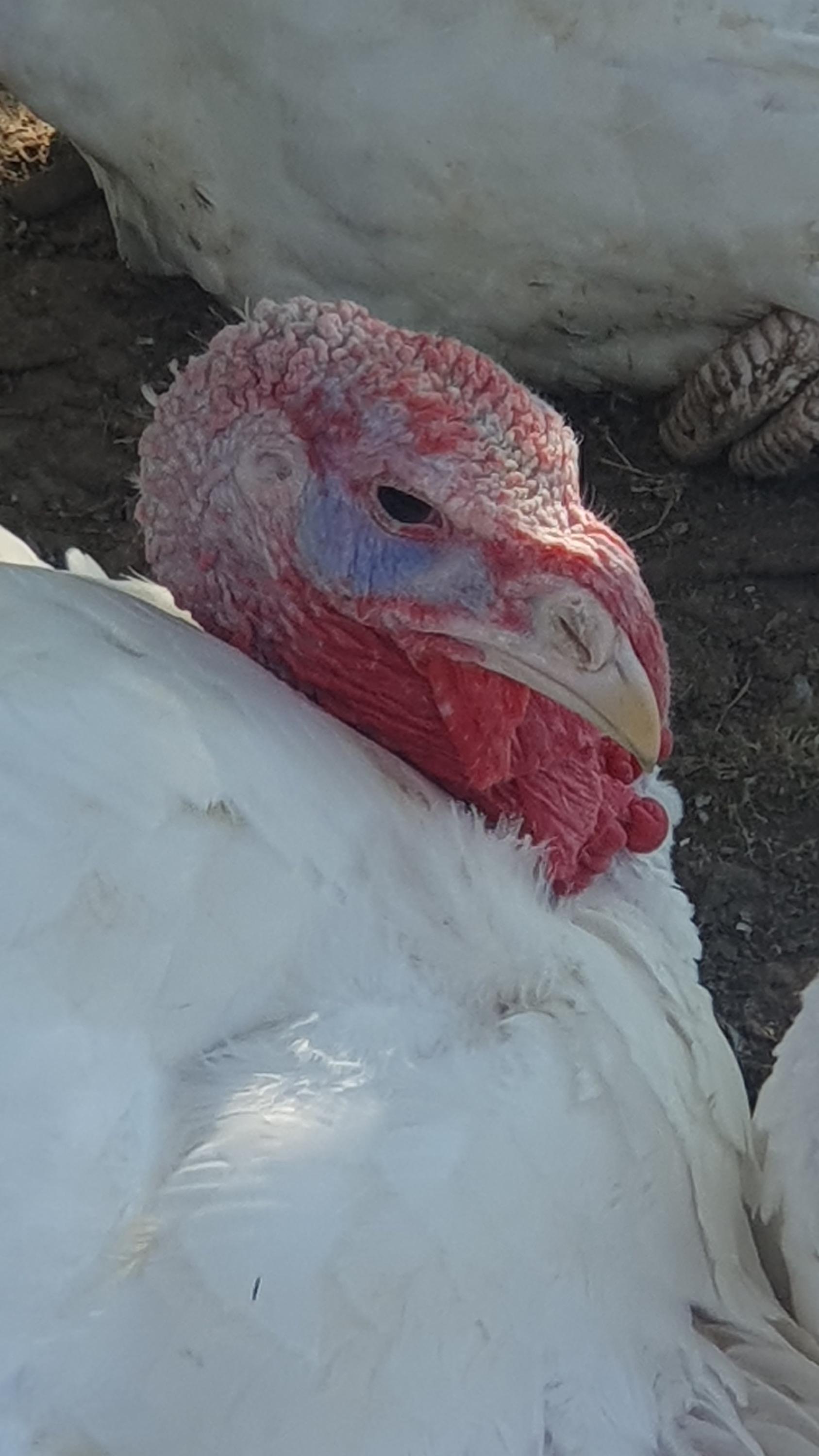 Farma Dorážka foto 3