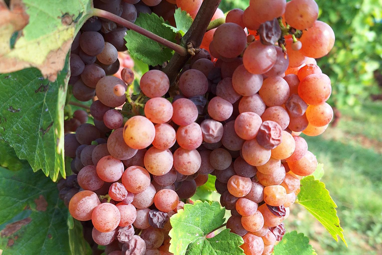 Vin d´ Alsace, s.r.o.