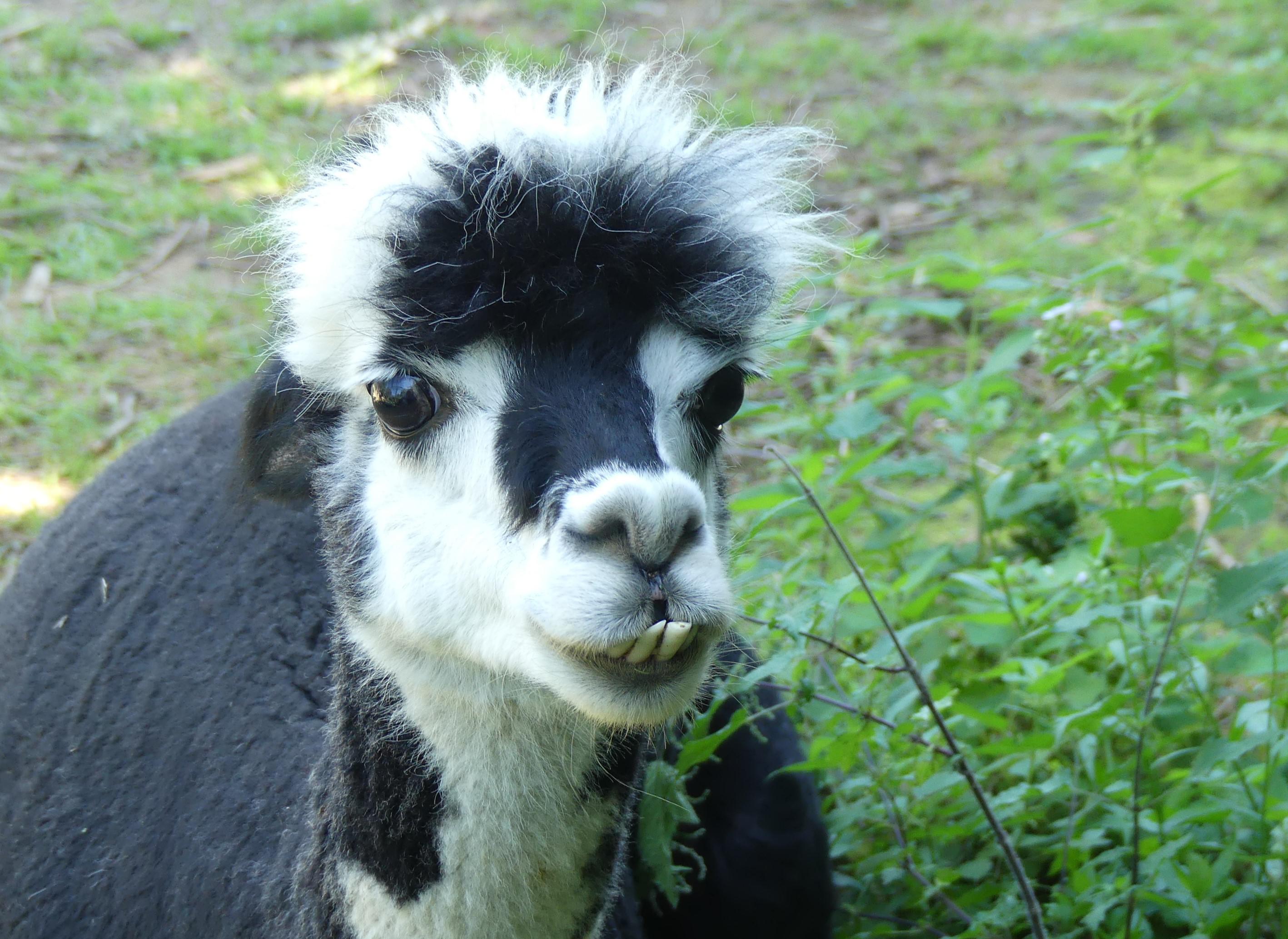 Minizoo - Šelmy, kočky, koťata foto 3