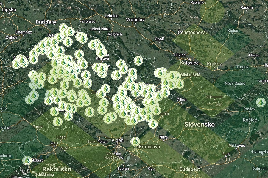 Podívejte se, kde už rostou naše Araukárie