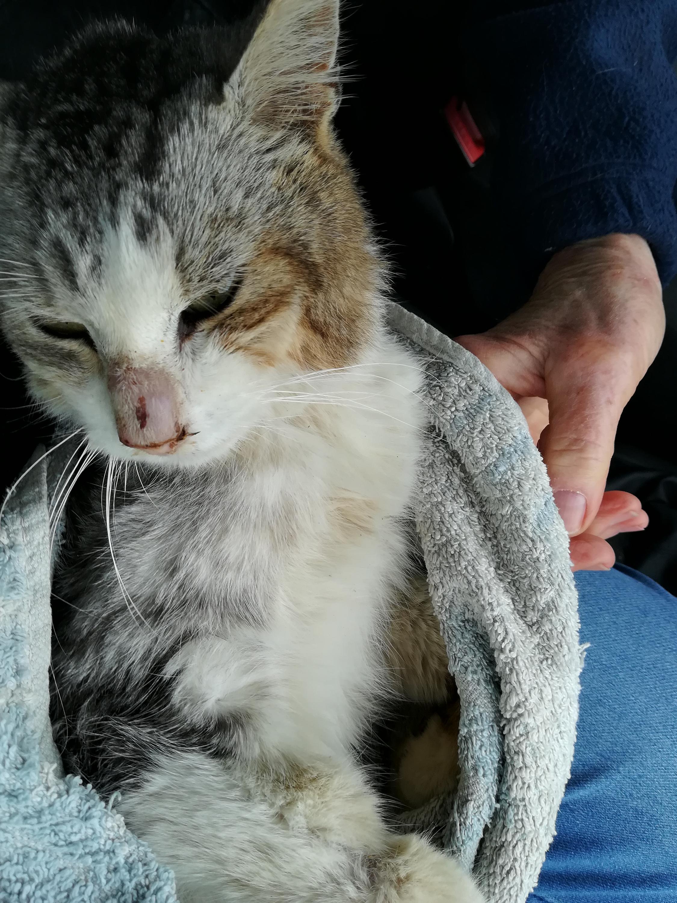 VETERINA PODLUSKY - MVDr. Adéla Beranová foto 3