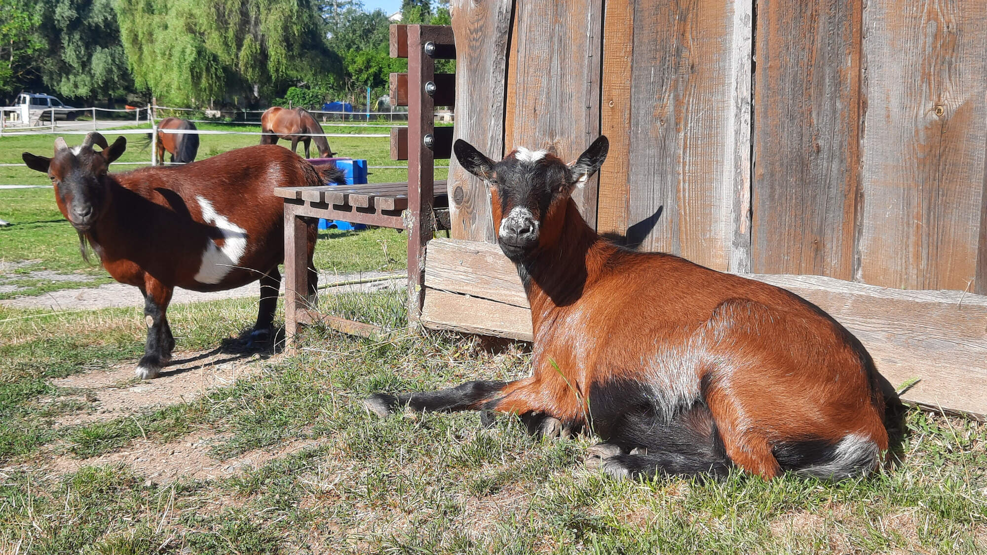 Farma Jitřenka, z.s. foto 4