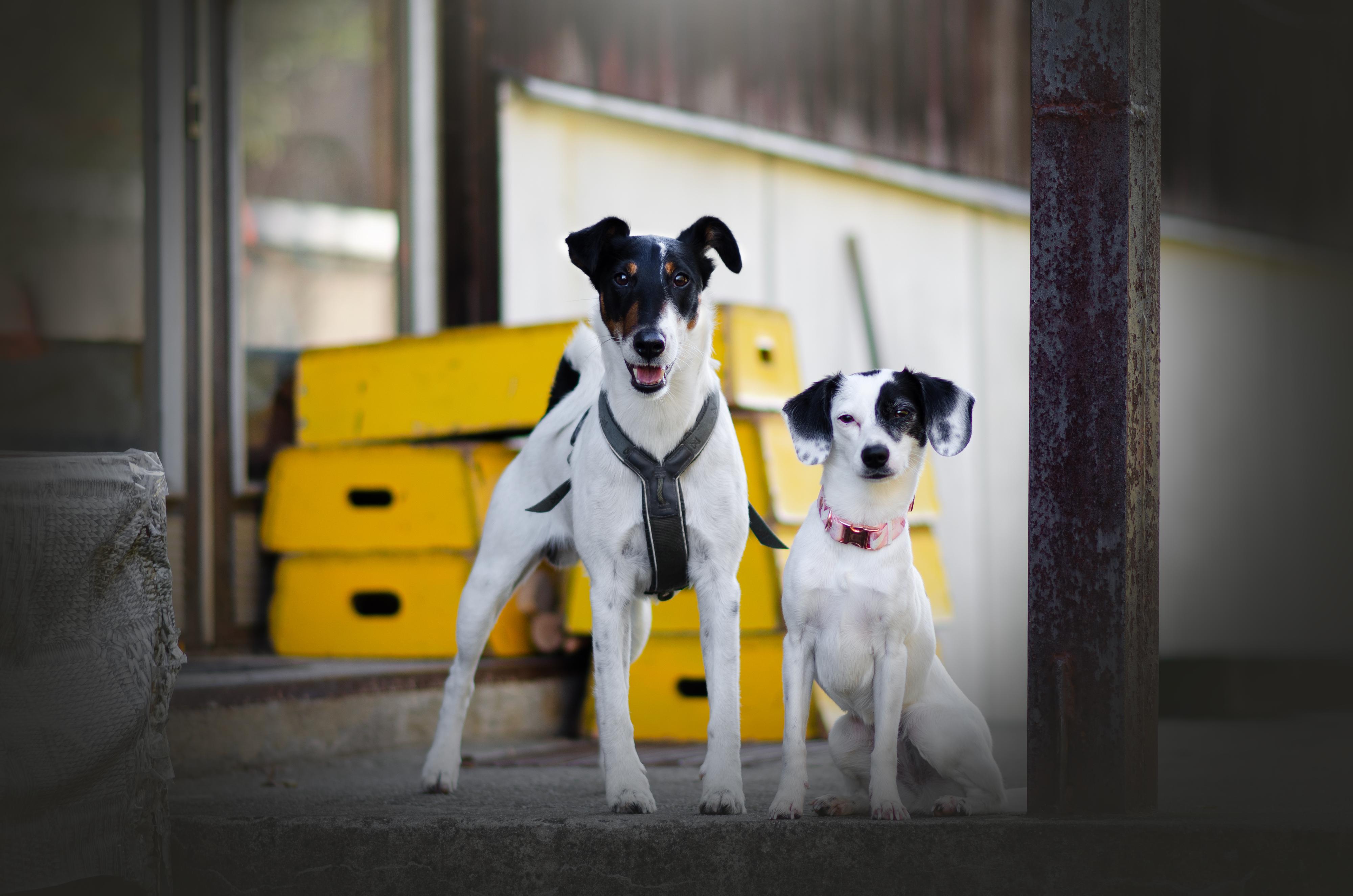 Kynologické cvičiště Kníničky