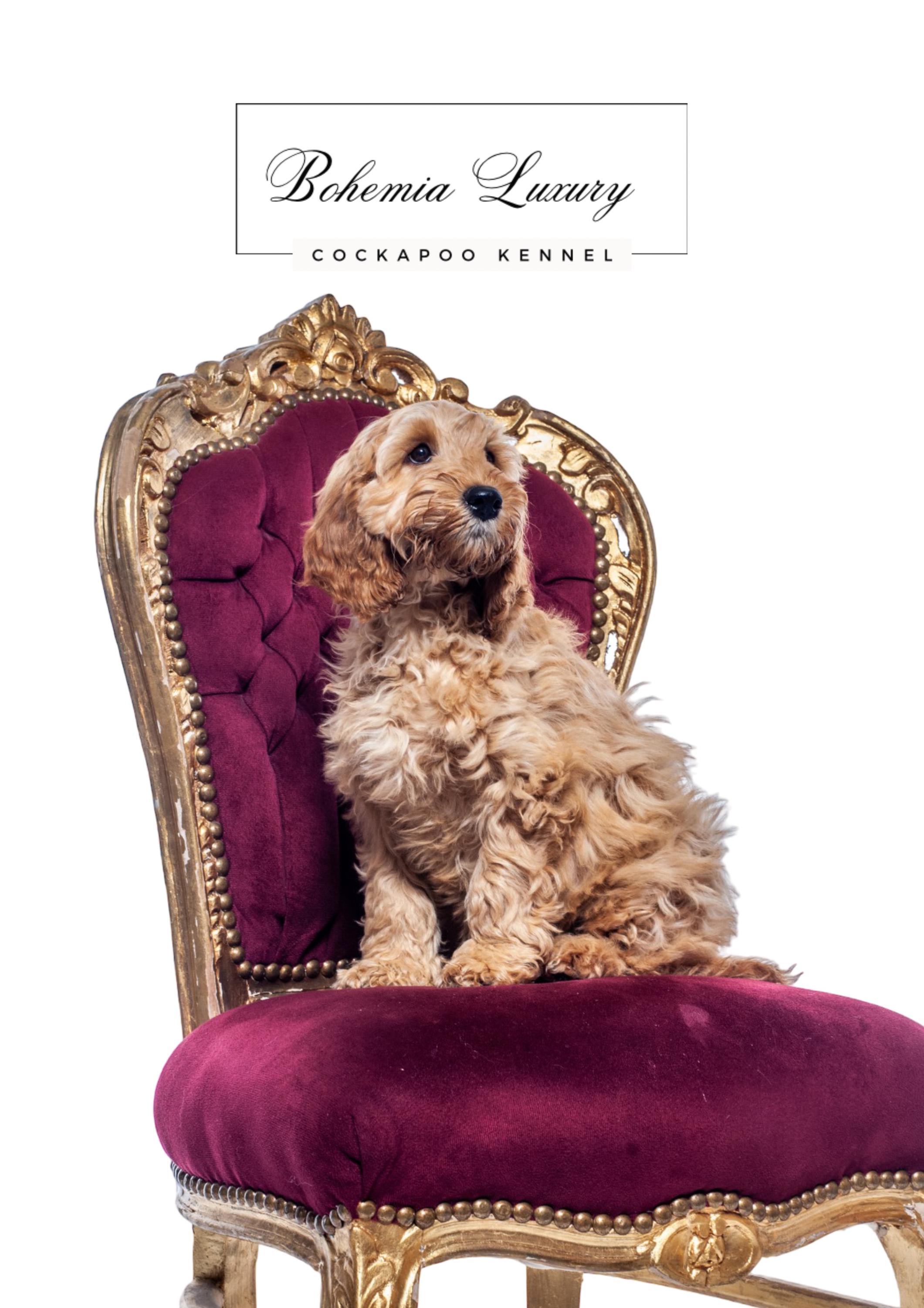 Chovatelská stanice Radka Buriánková foto 2