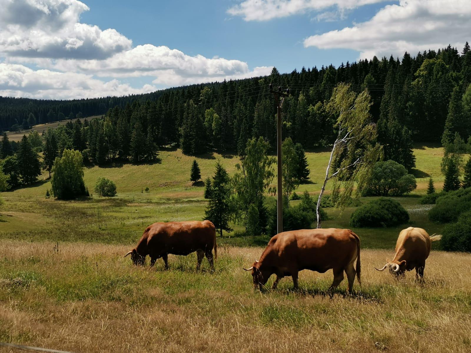 FARMA POKLUDA, s.r.o. foto 3