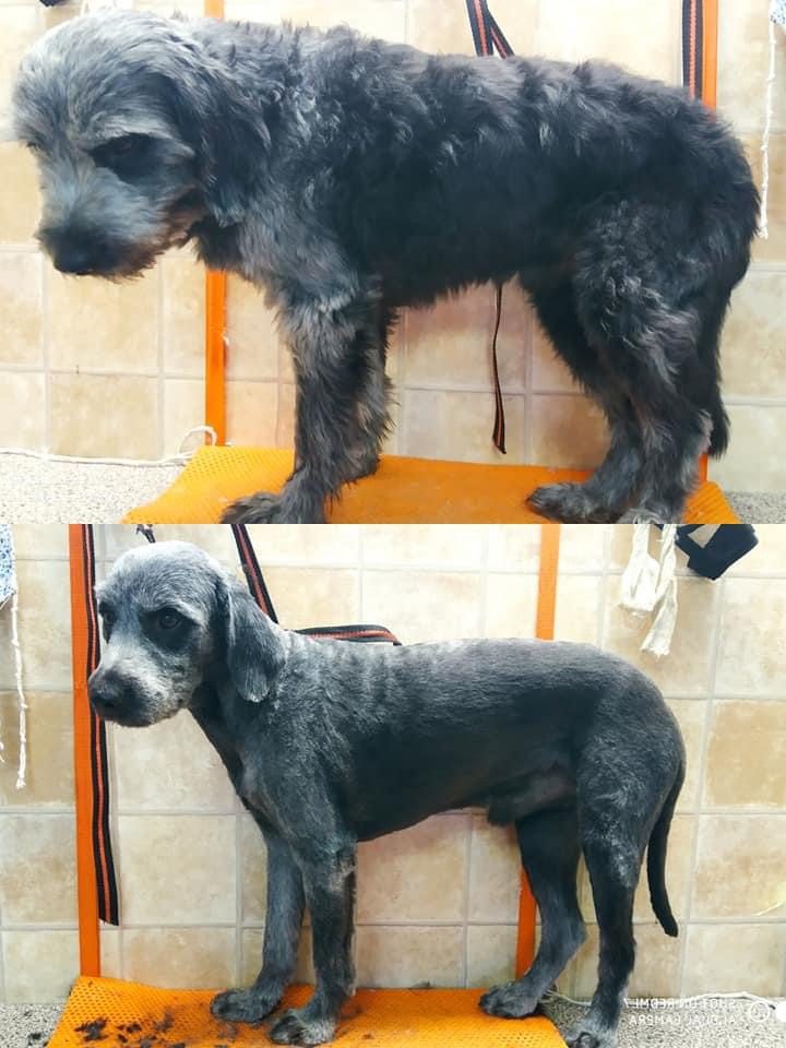 Veronika Švecová - Psí salon foto 2