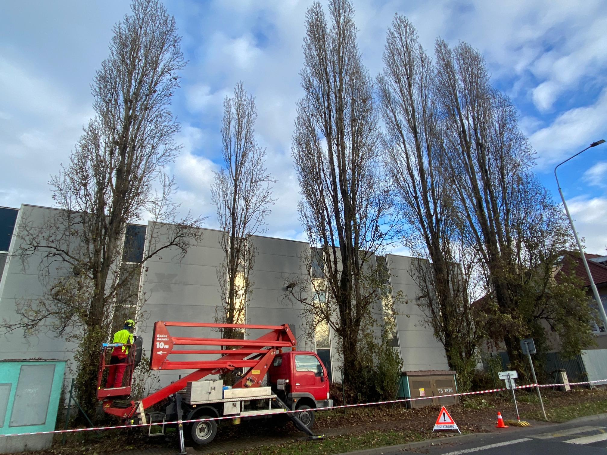 ARBEX - Prořezy a rizikové kácení stromů foto 2