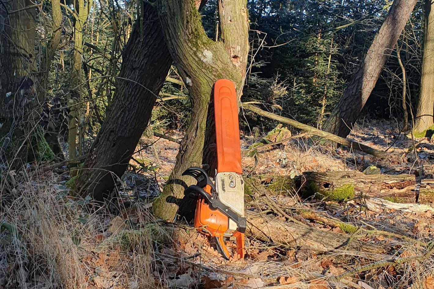 Rizikové kácení Milan Tolar foto 1