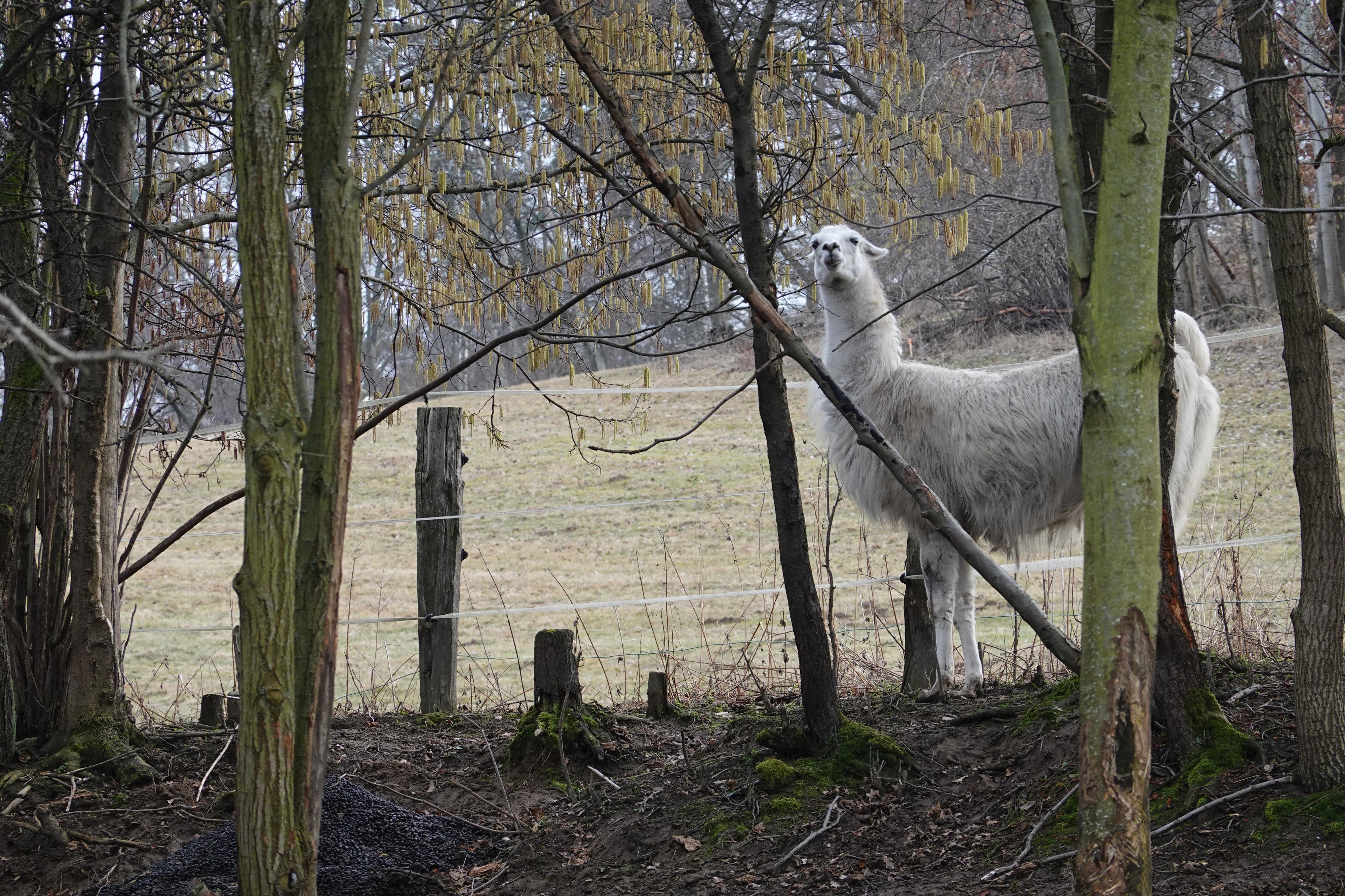 Black Riders ranch foto 3