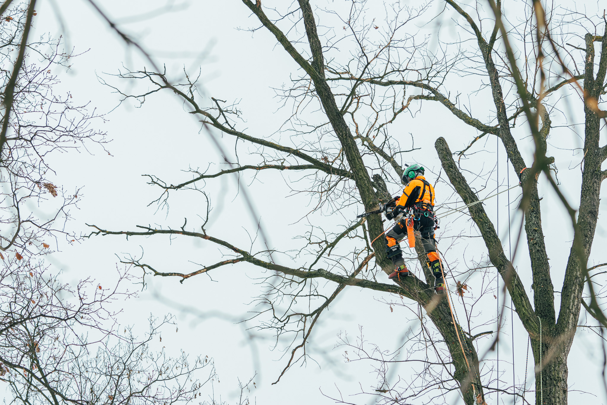 Rizikové kácení - Michal Ženíšek foto 3