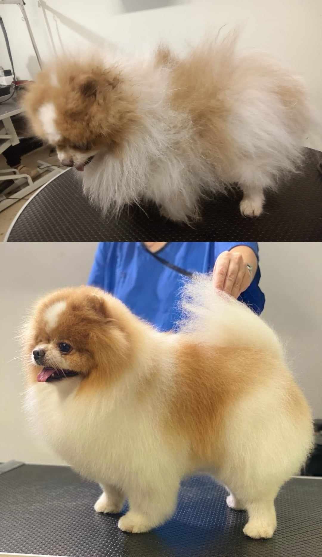 Salón Psí krása - Grooming Salón foto 2