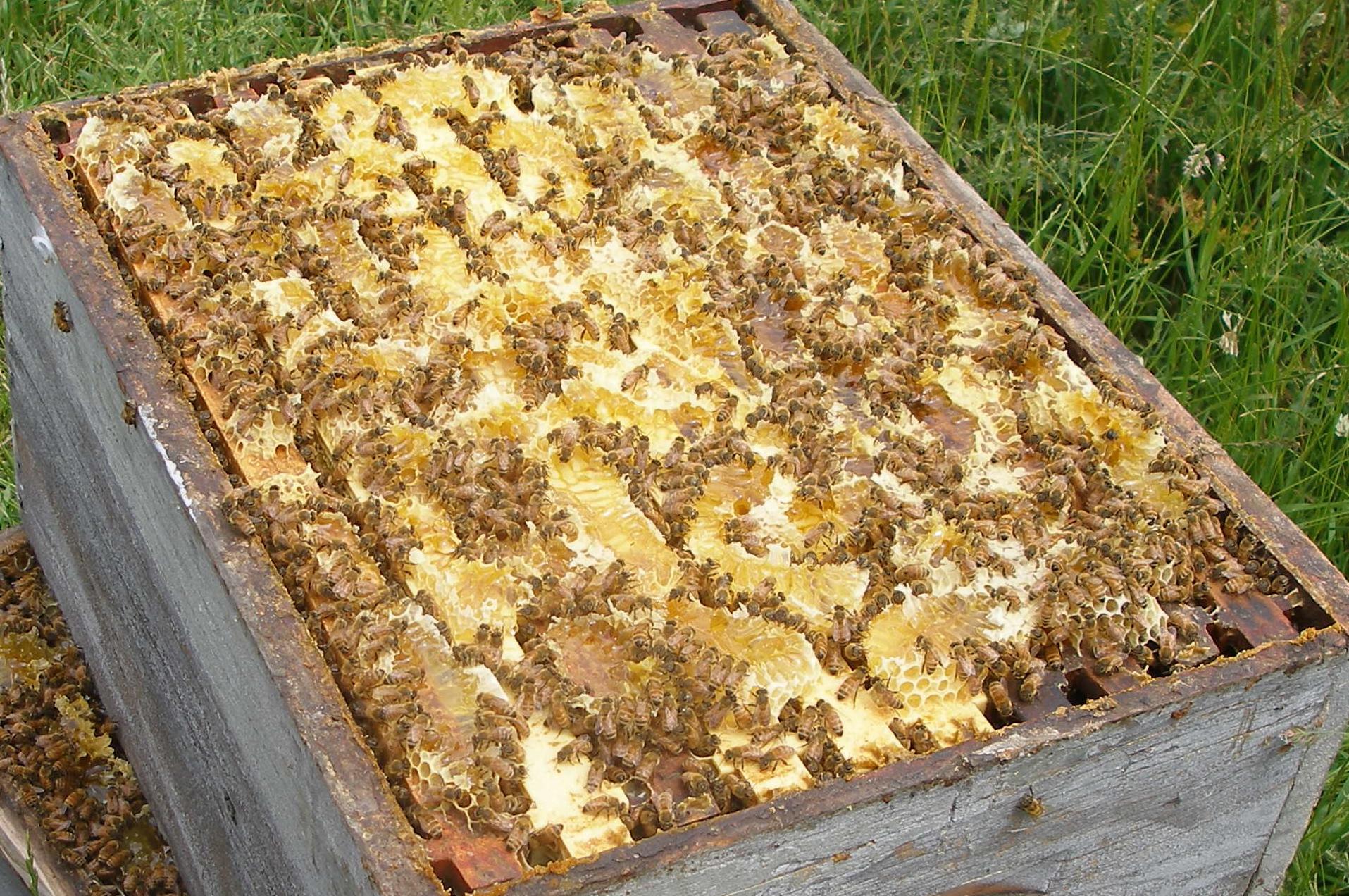 Včelí Farma Kadlecovi