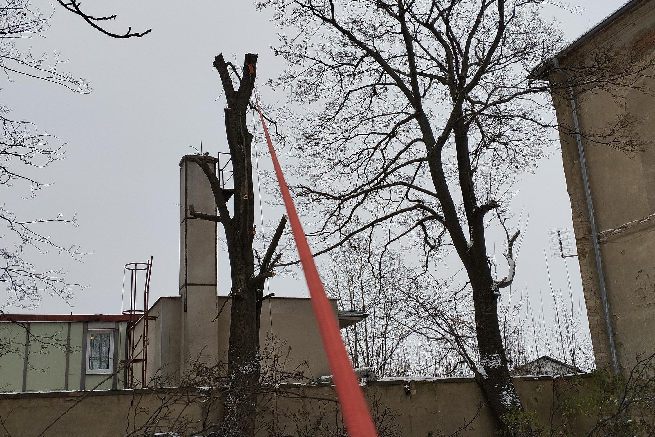 Rizikové kácení stromů Miloslav Rezler