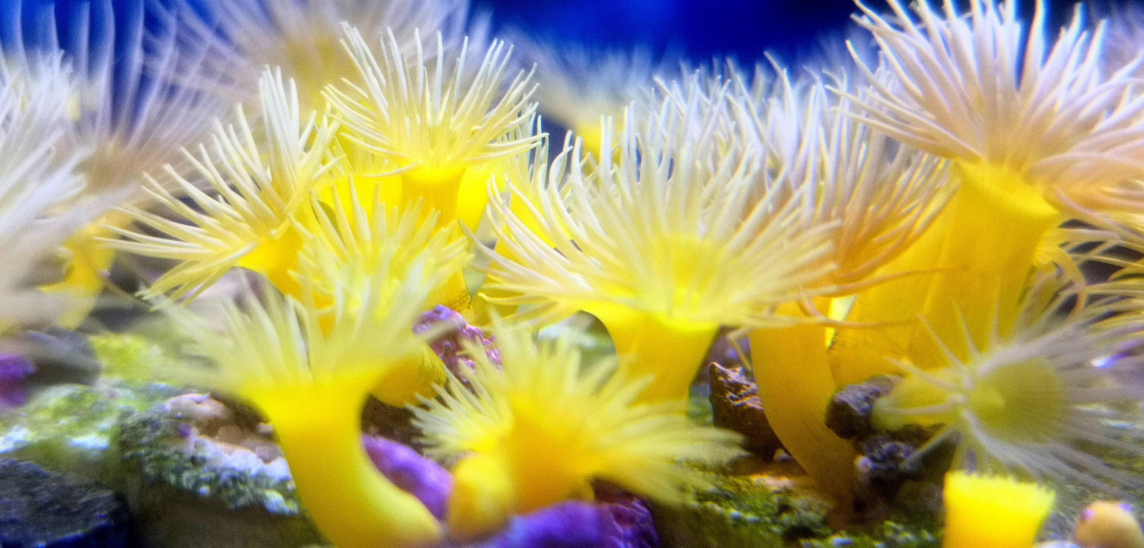 Akvaristika Kolaja foto 4