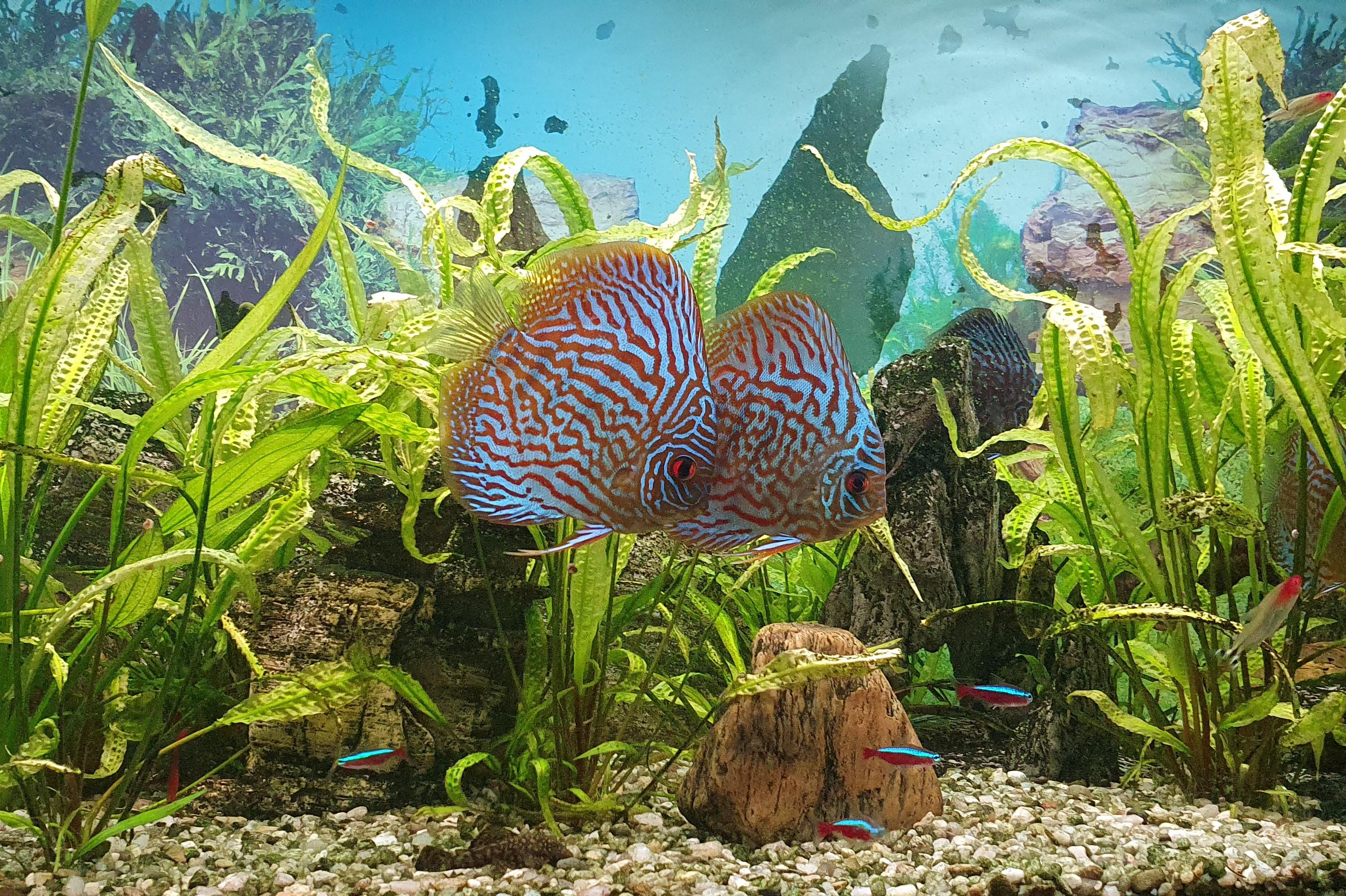 Ing. Oskar Strnad - Krásné akvárium snadno