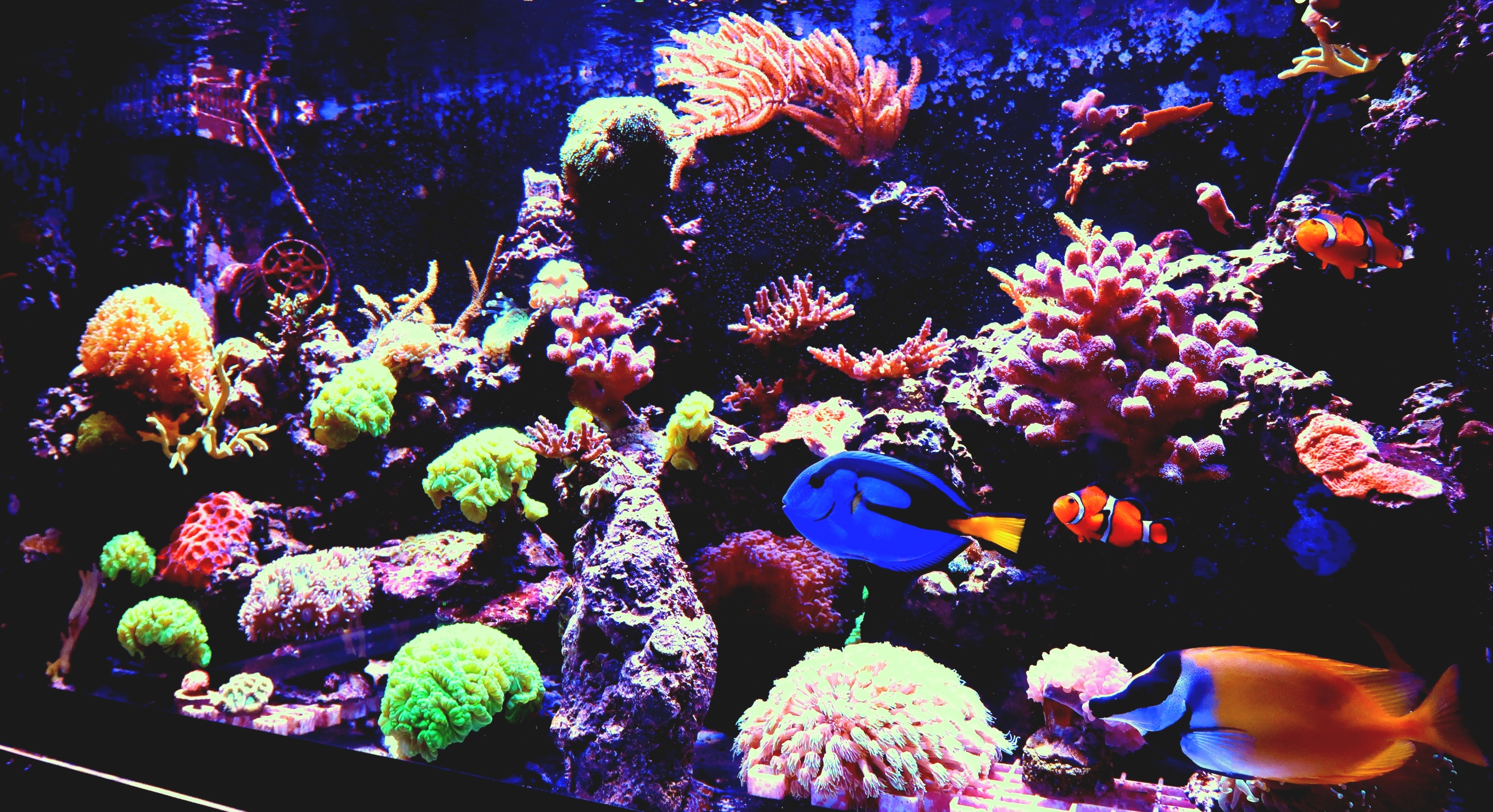 Akvaristika Kolaja foto 2