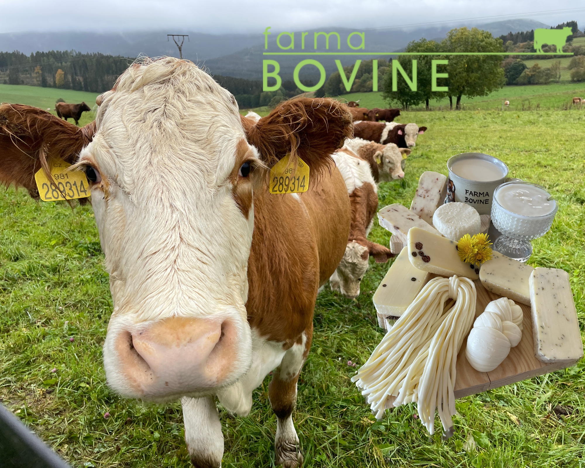 Farma Bovine foto 5