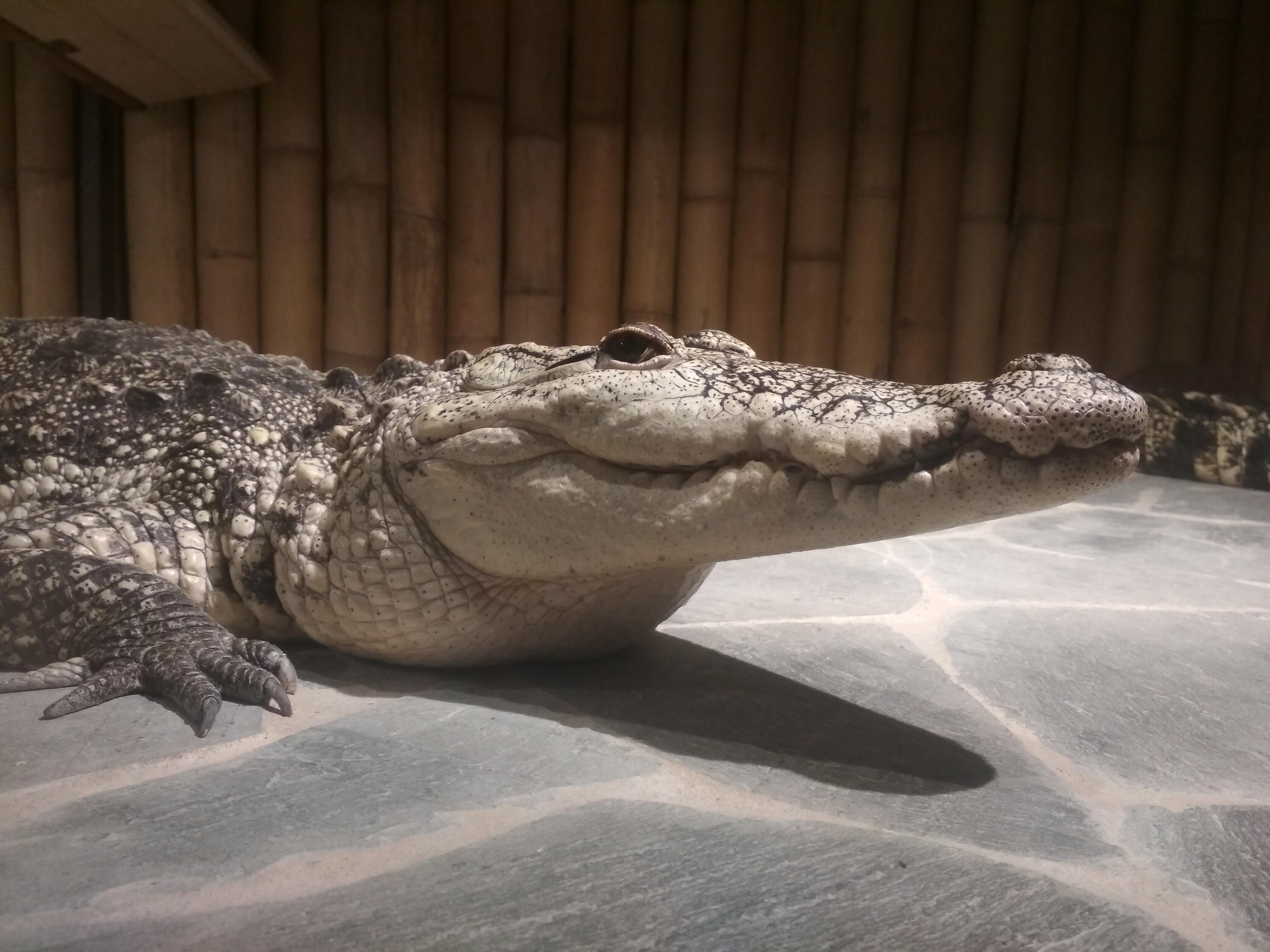 Krokodýlí a želví ZOO Praha foto 3