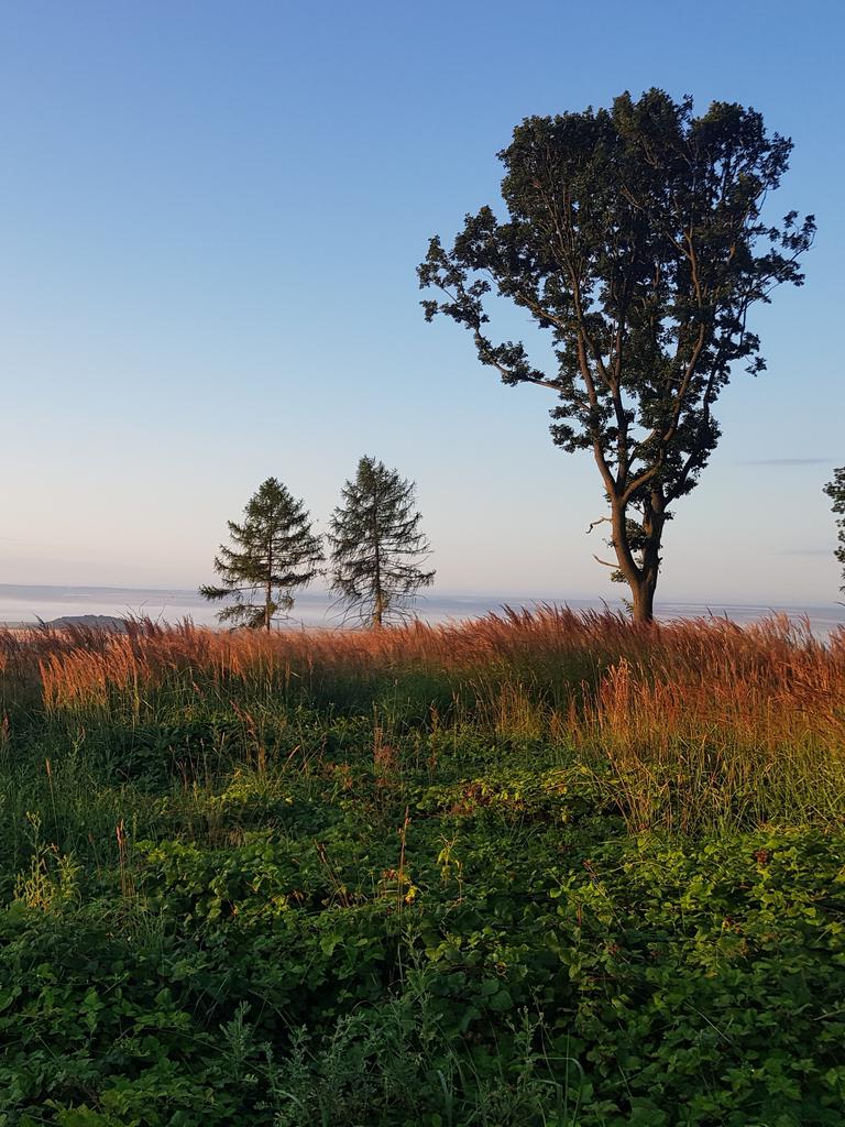 SekámeNaSeveru.cz - zahradnické a lesnické práce foto 5